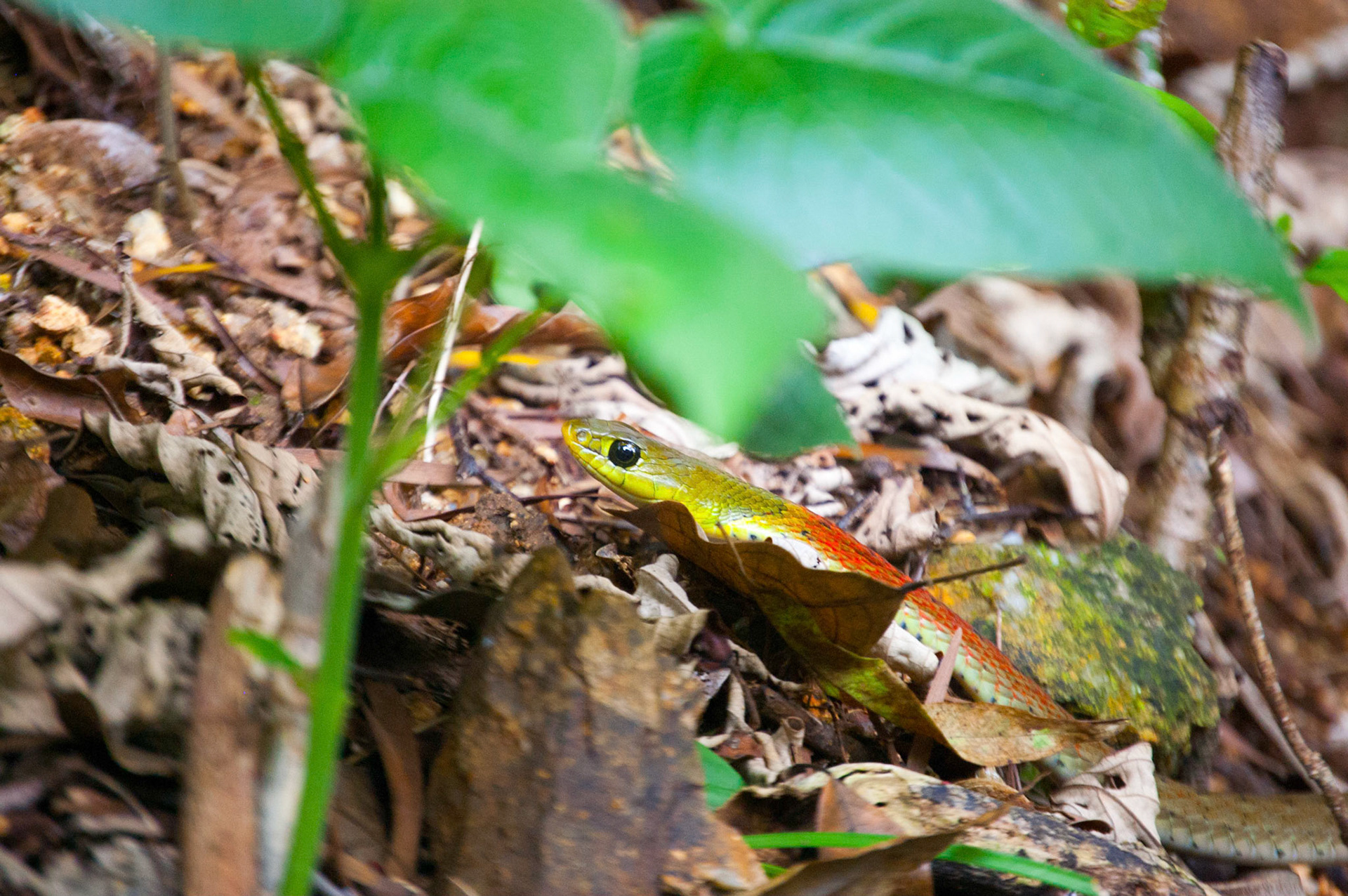 Hong Kong hiking trials. Lantau. Snake