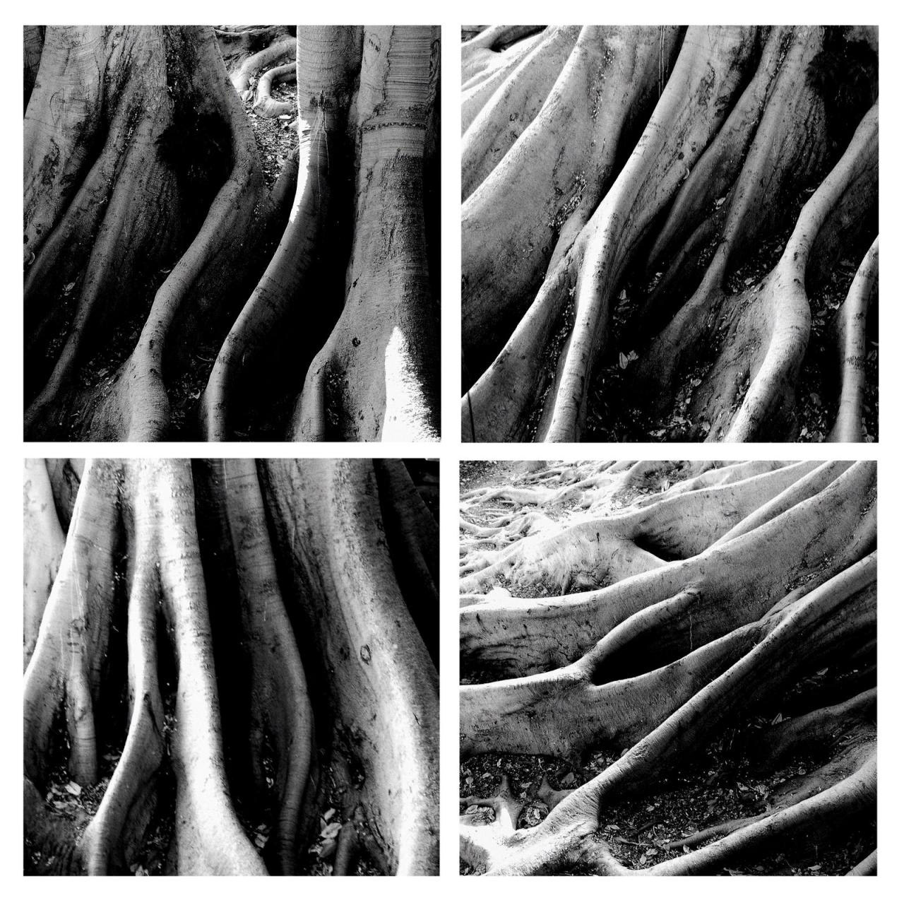 ROOTS