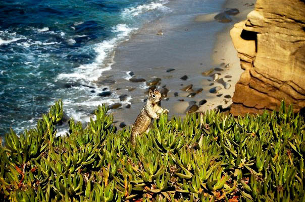 Squirrel in La Jolla Cove