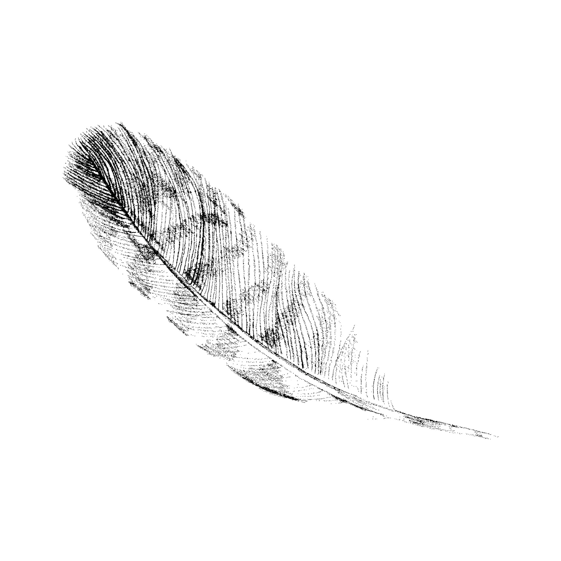 Illustrator, 2018