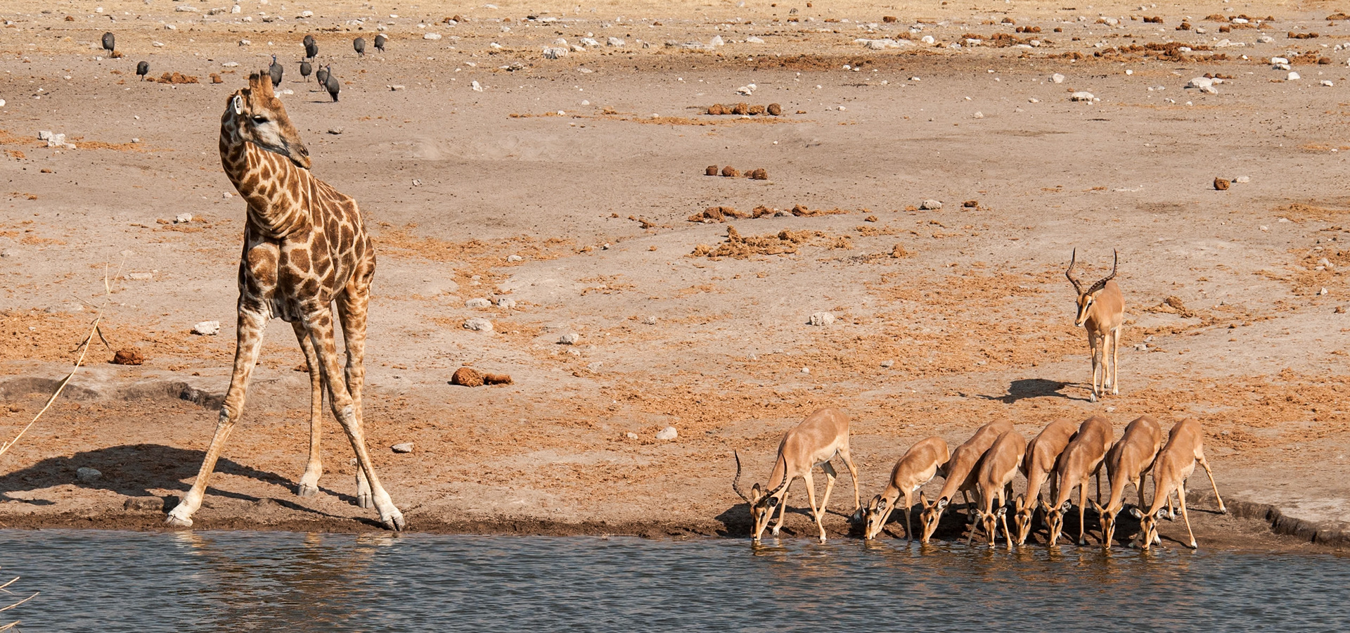 Etosha National Park, Namibie