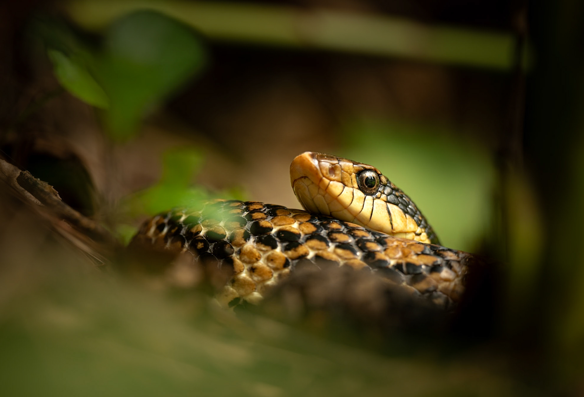 Snake Eye