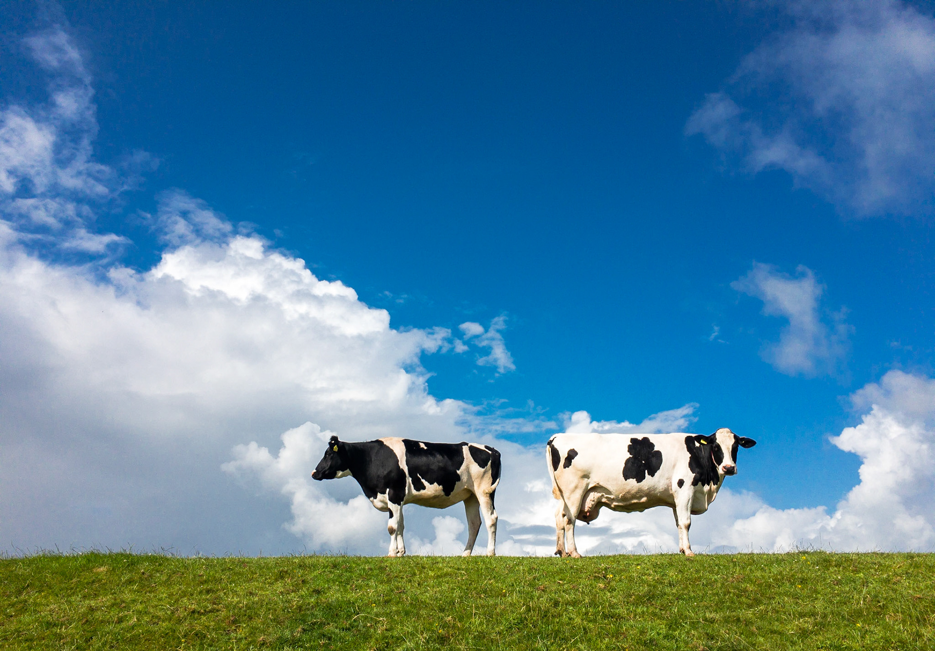 On The Dutch Mountains
