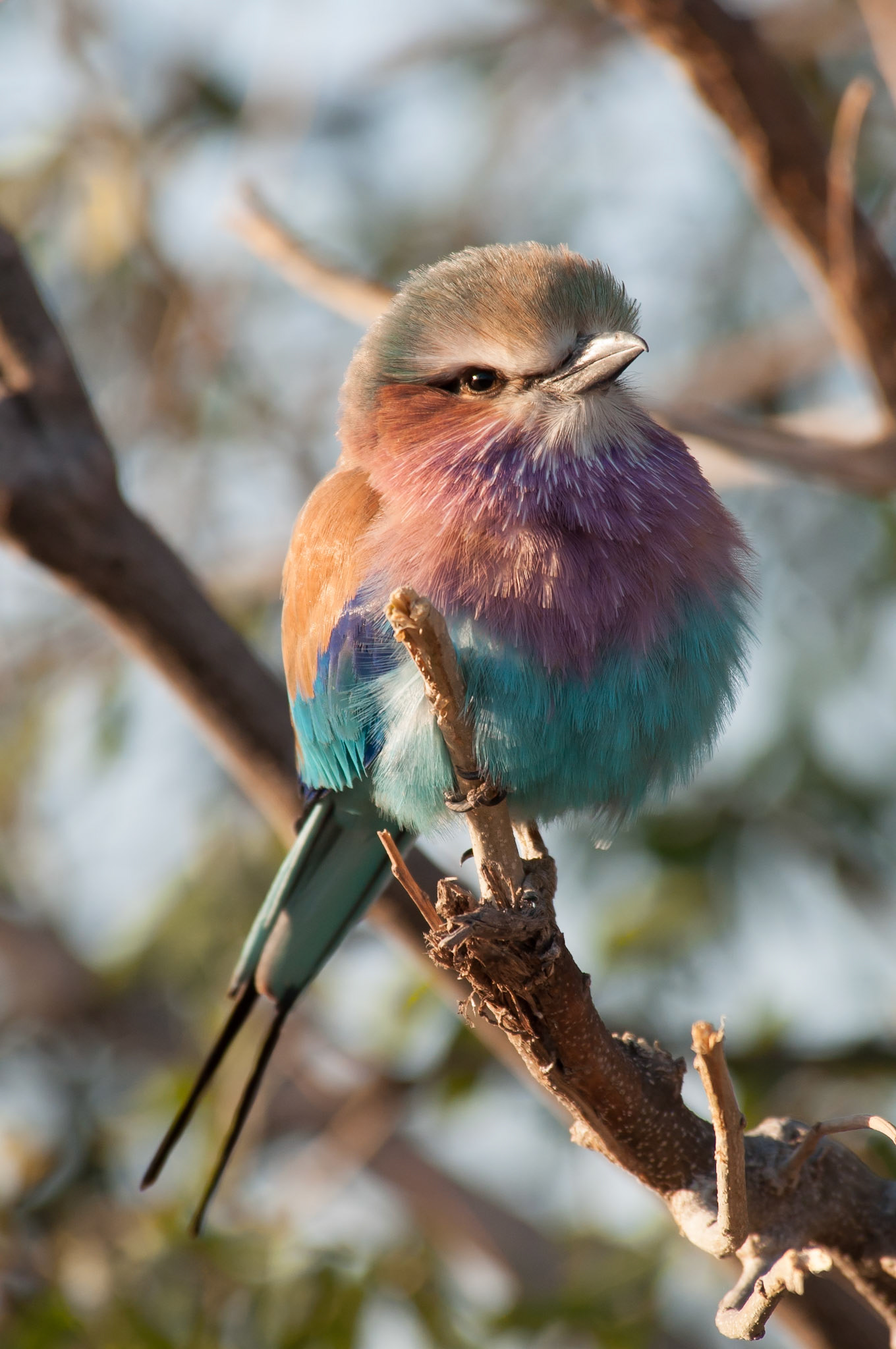 Scharrelaar in Chobe