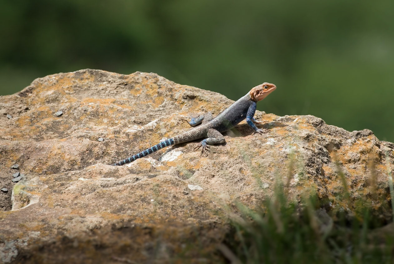 Salamander