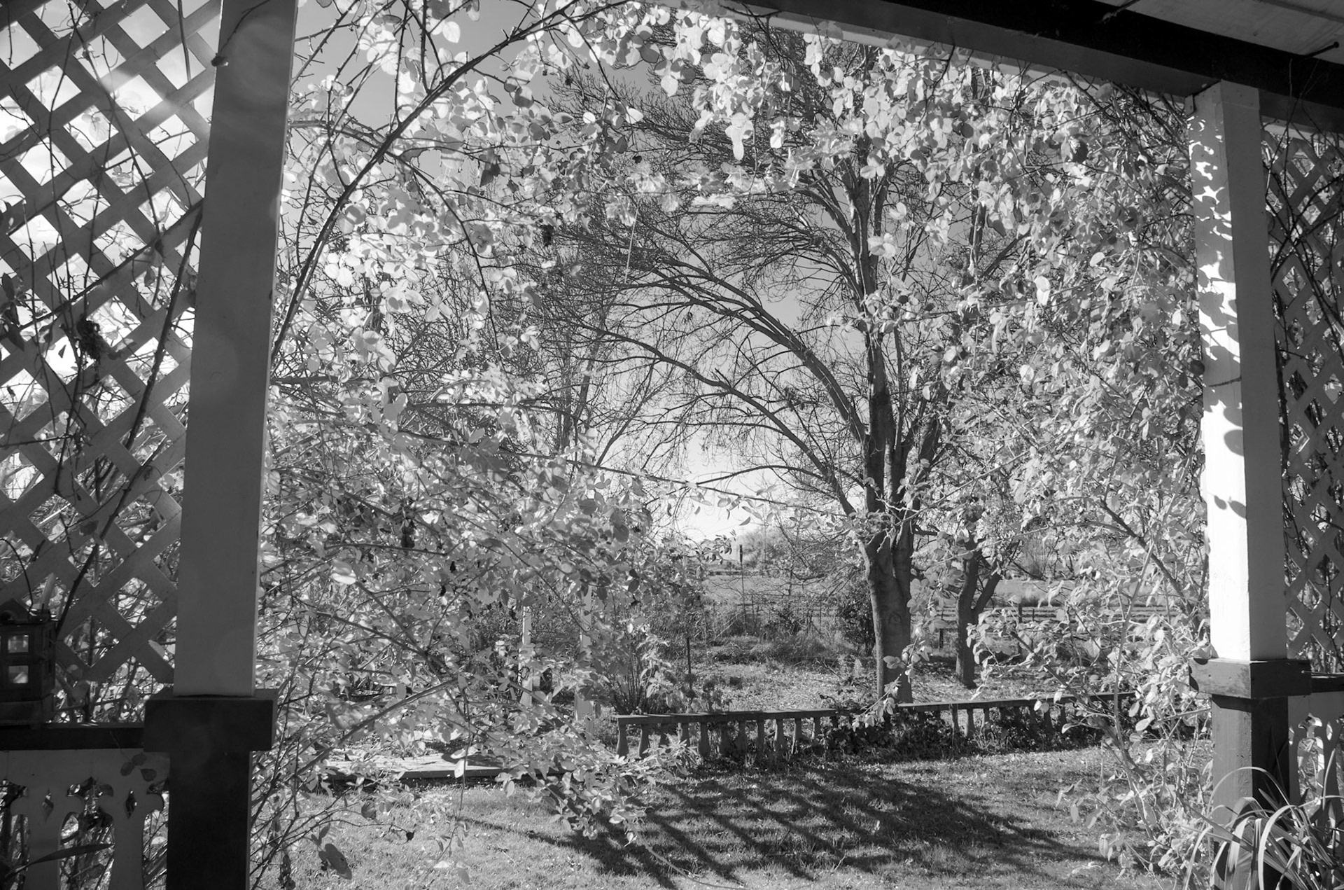 bw swallow wind porch view