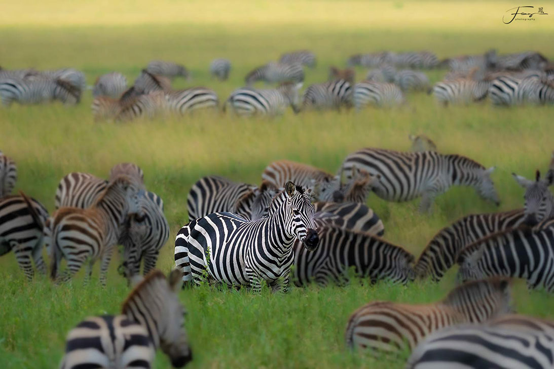 Tanzania