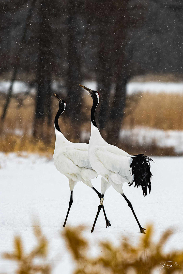 Hokkaido, Japan