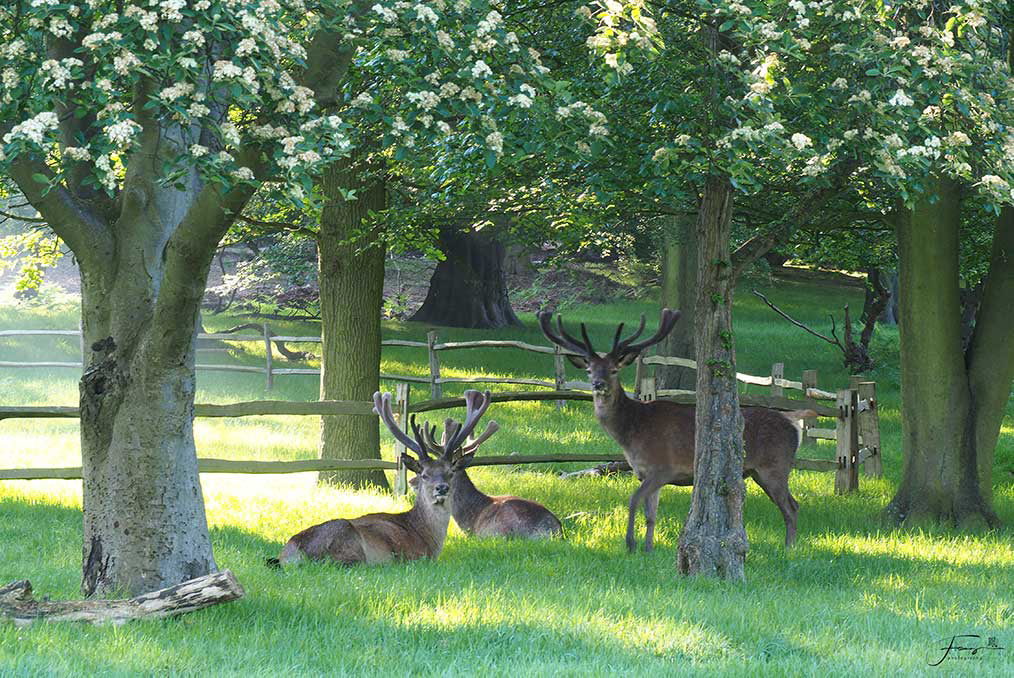 Richmond Park, England