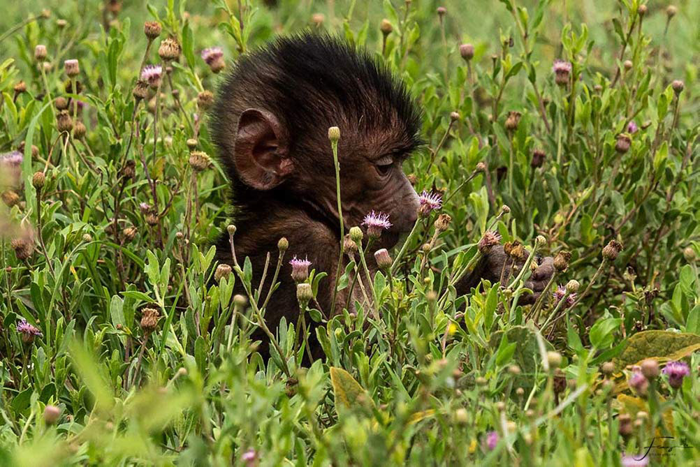 Tanzania