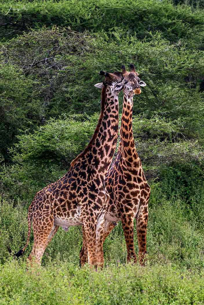 Tanzania