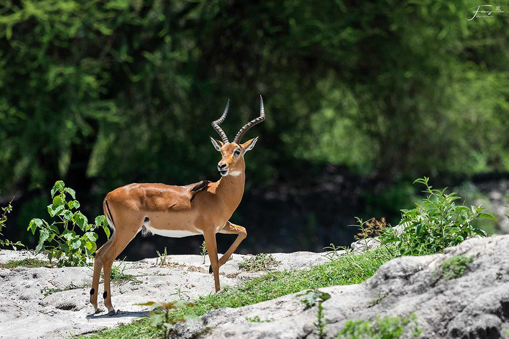 Tanzania