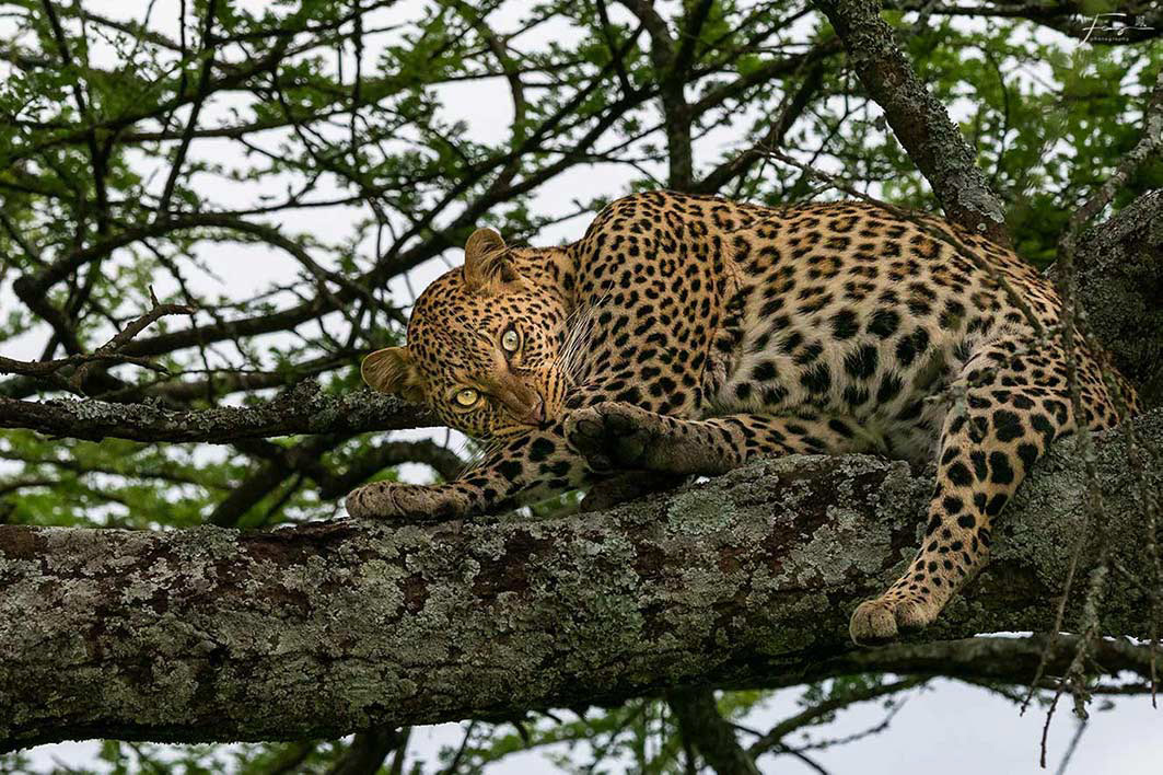 Tanzania
