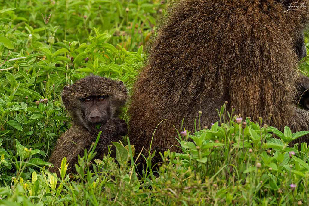 Tanzania
