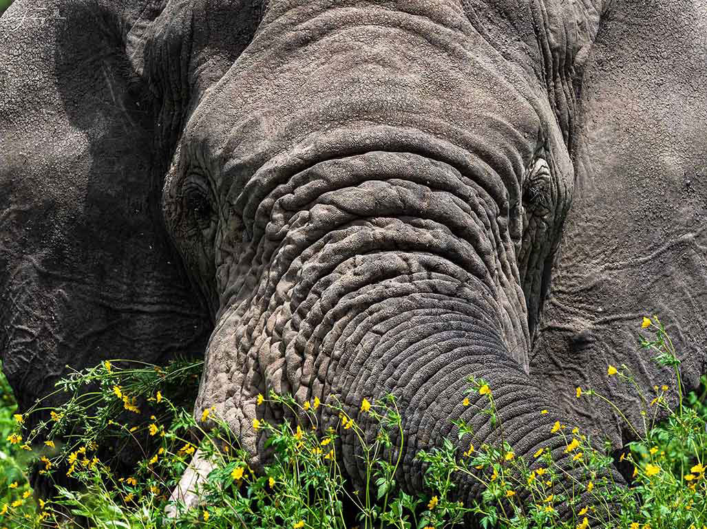 Tanzania