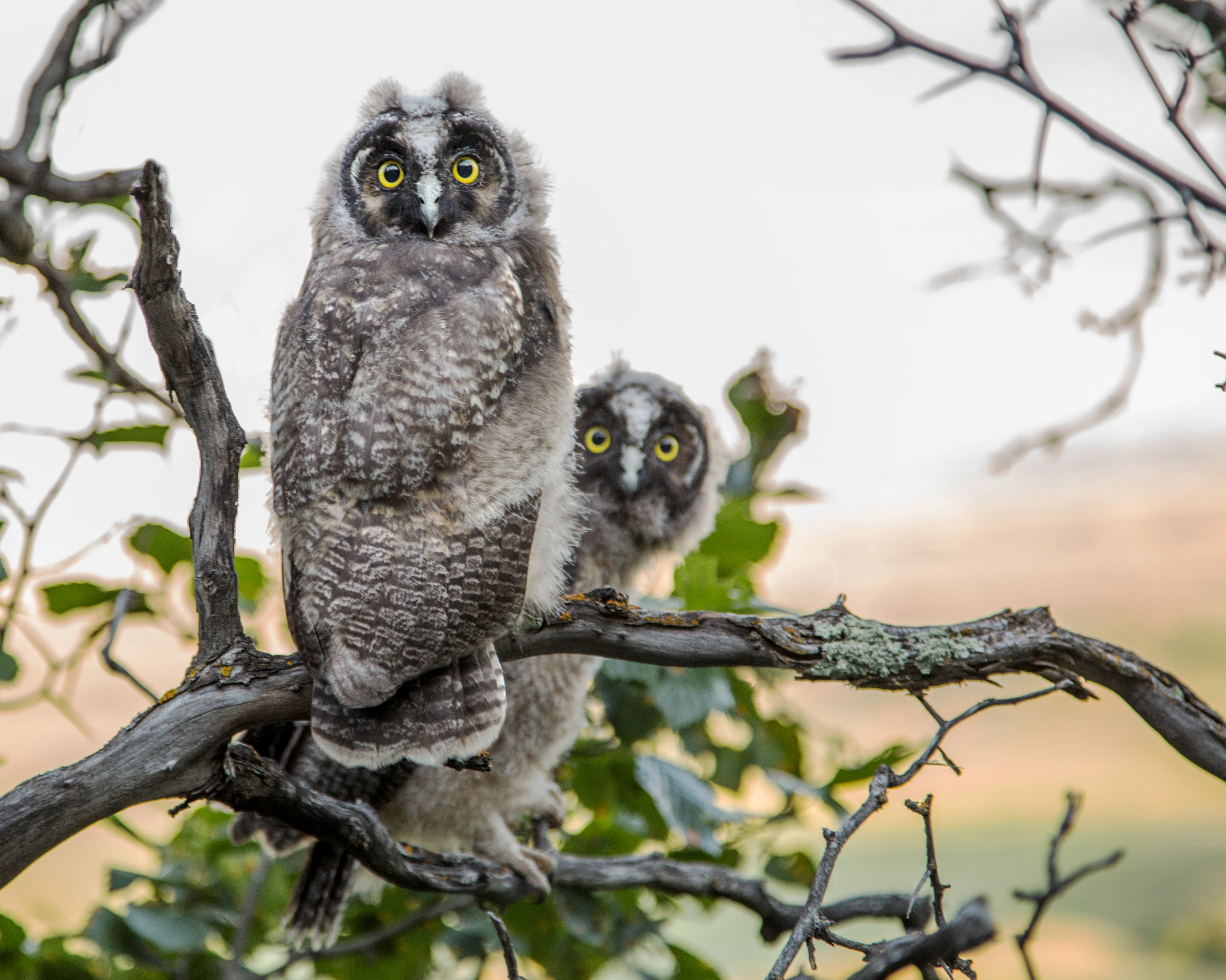 Curious Great Horned Owlets