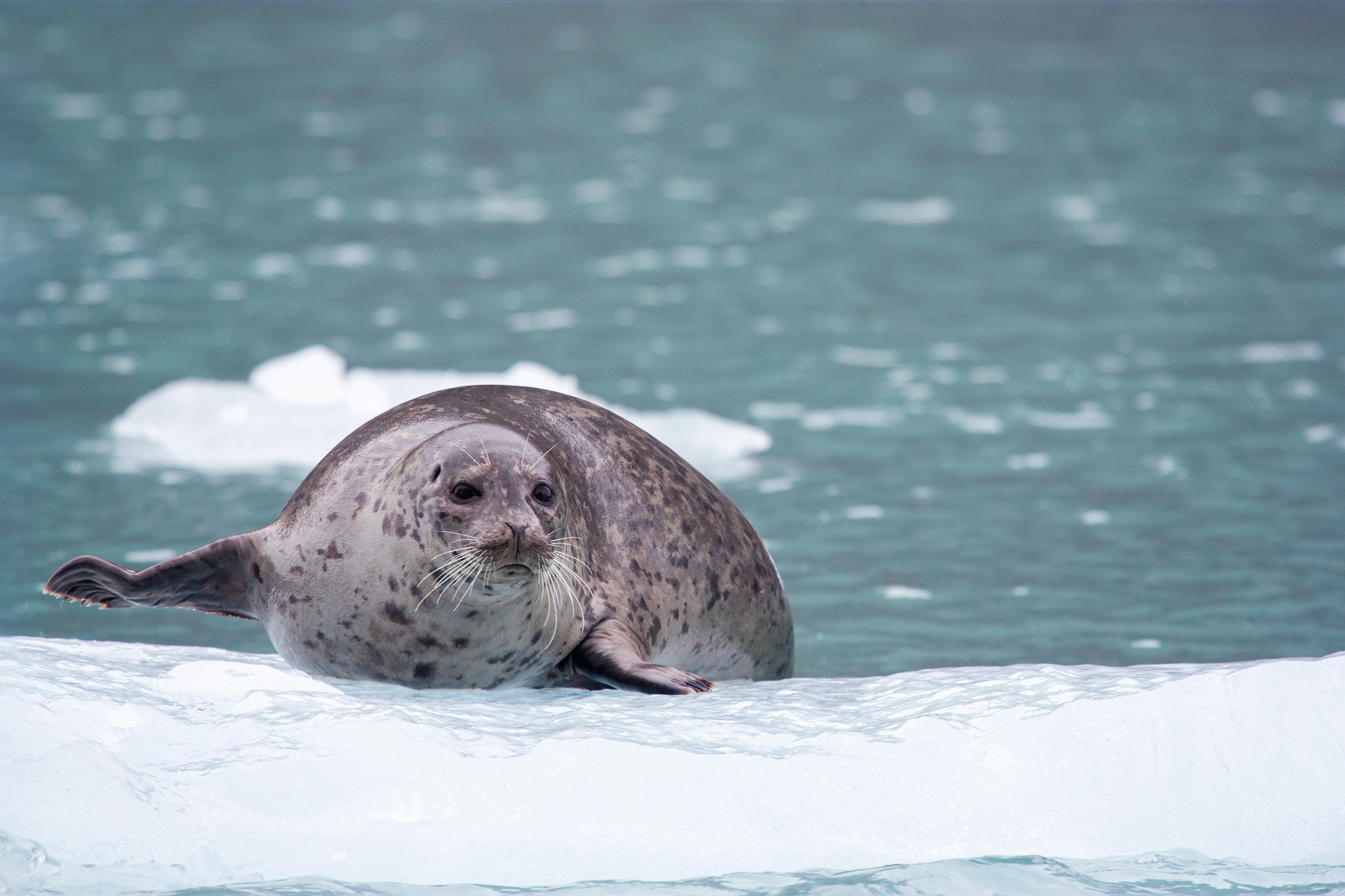 Harp Seal on Ice