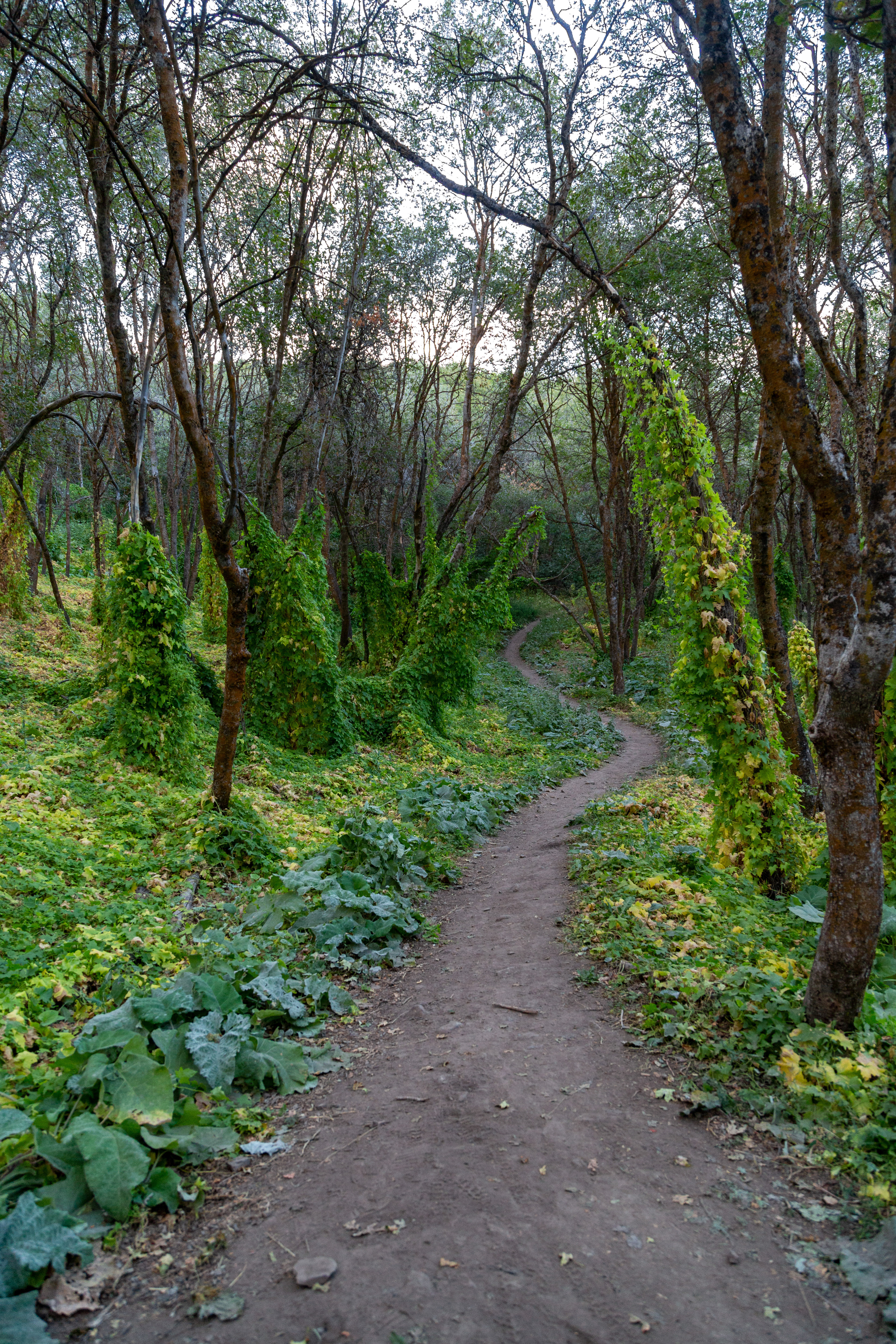 Wayne's Loop