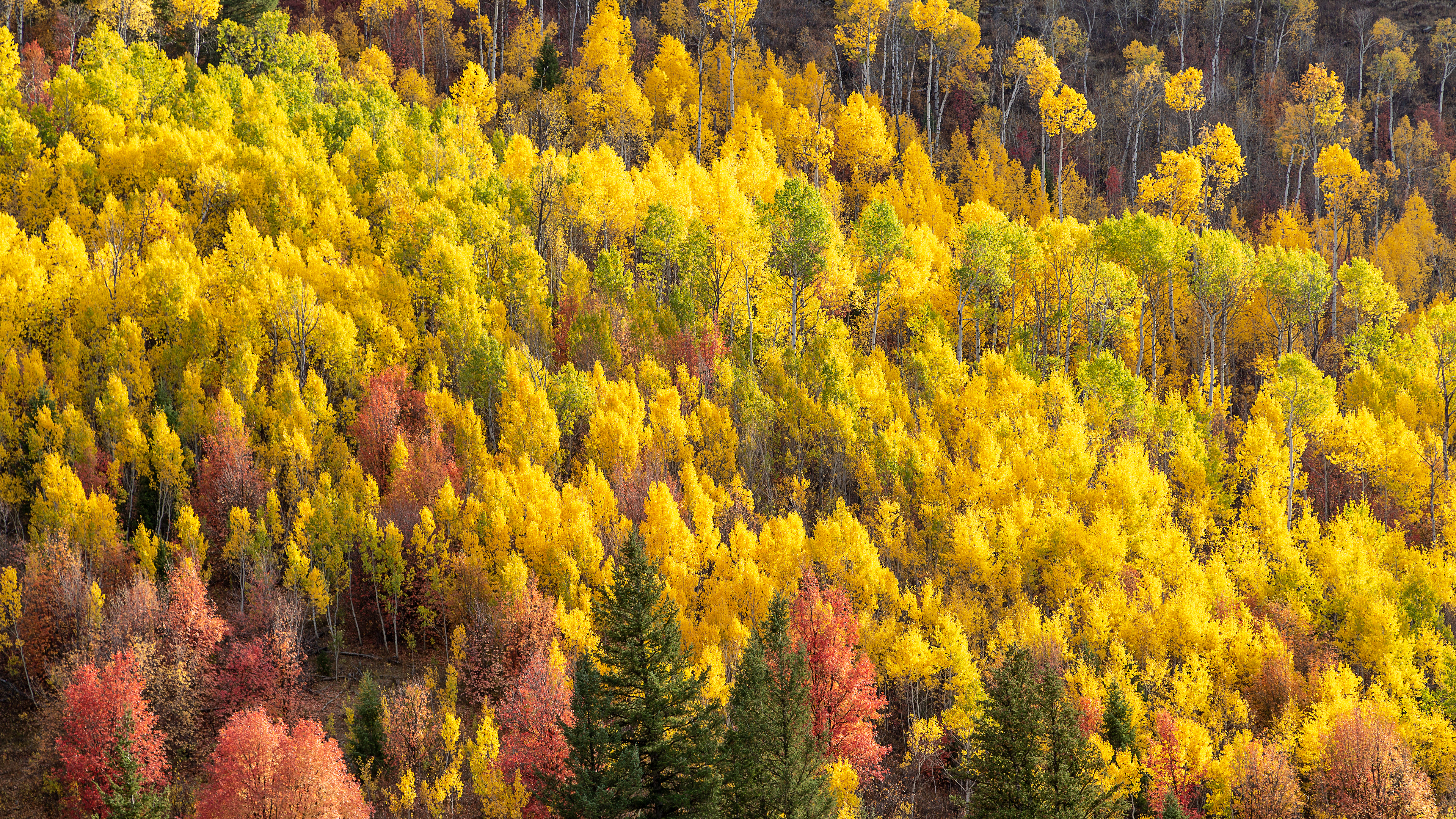 Aspen FIre