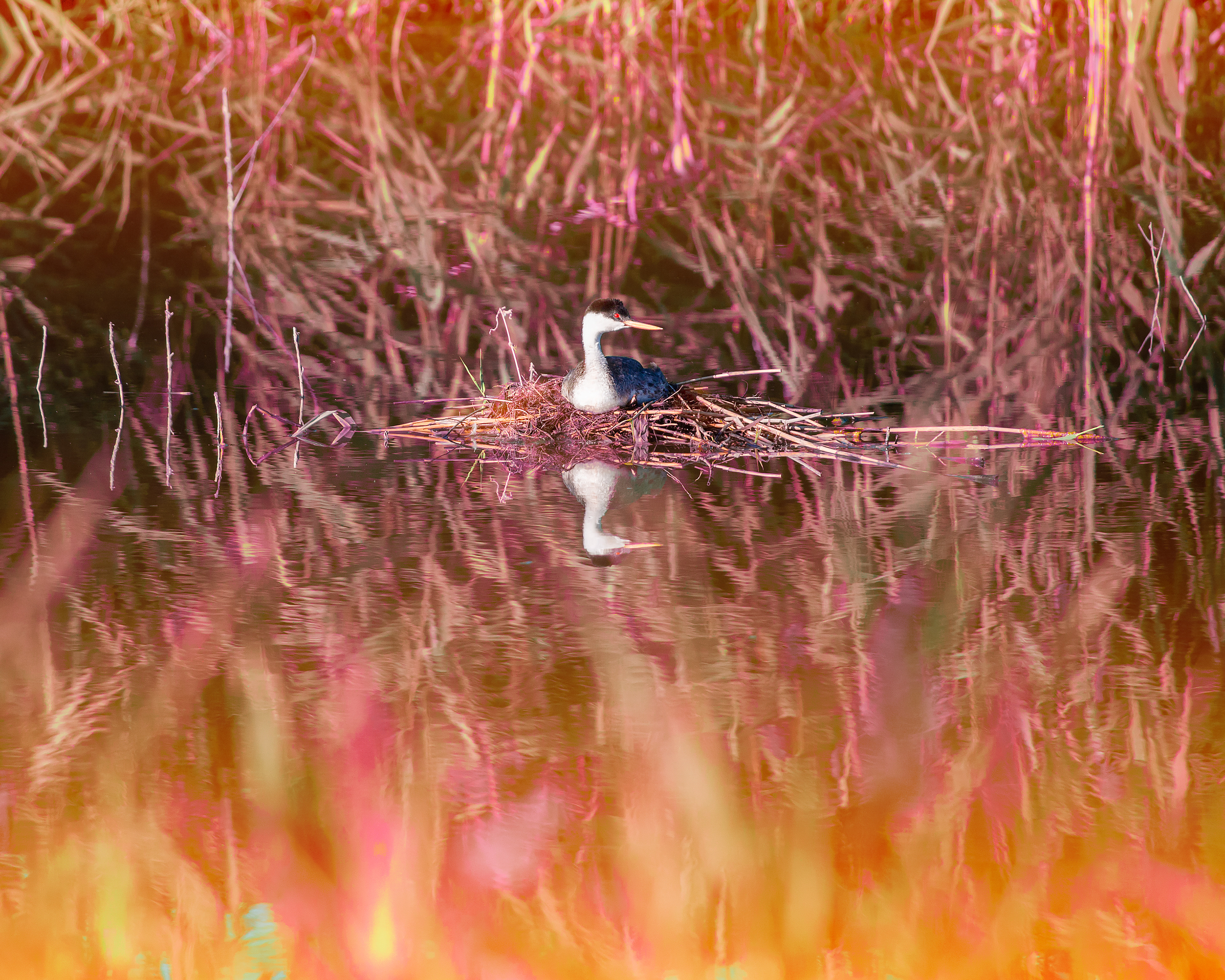 Grebe On Nest
