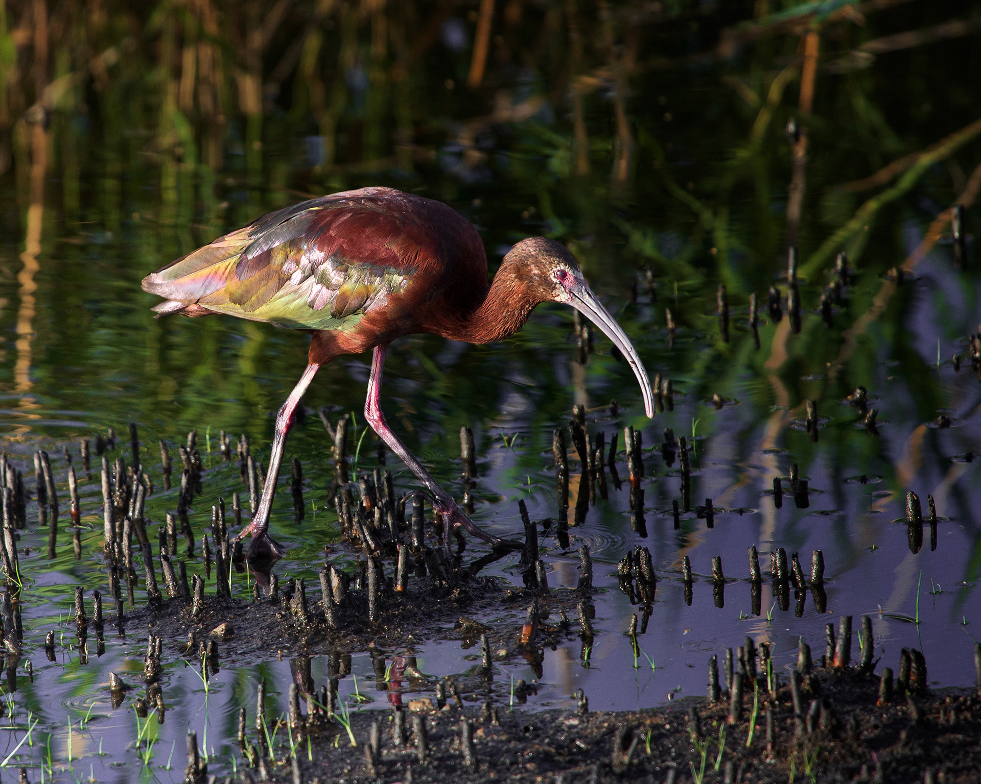 The Colors of an Ibis