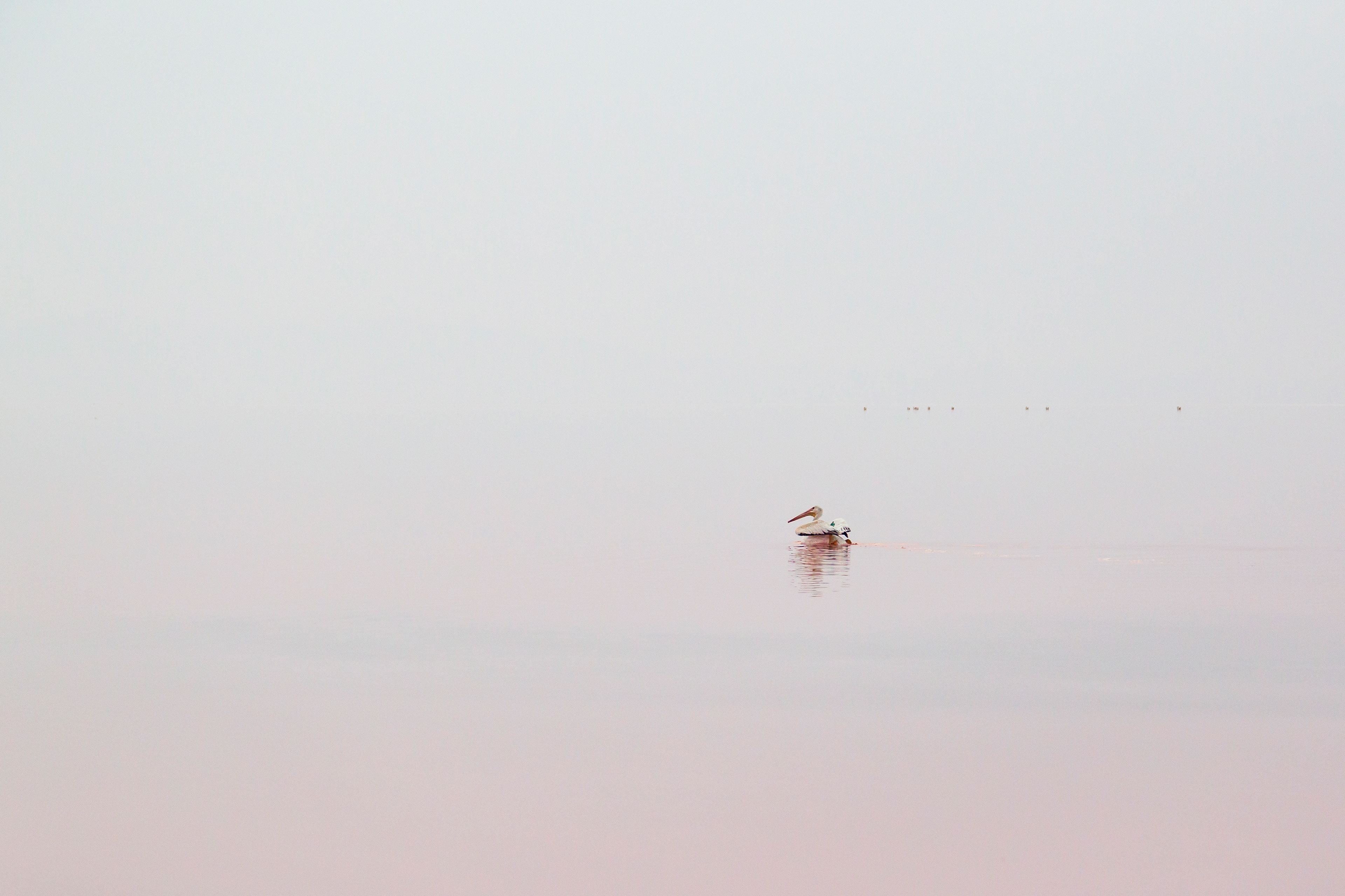 Pelican Minimalism