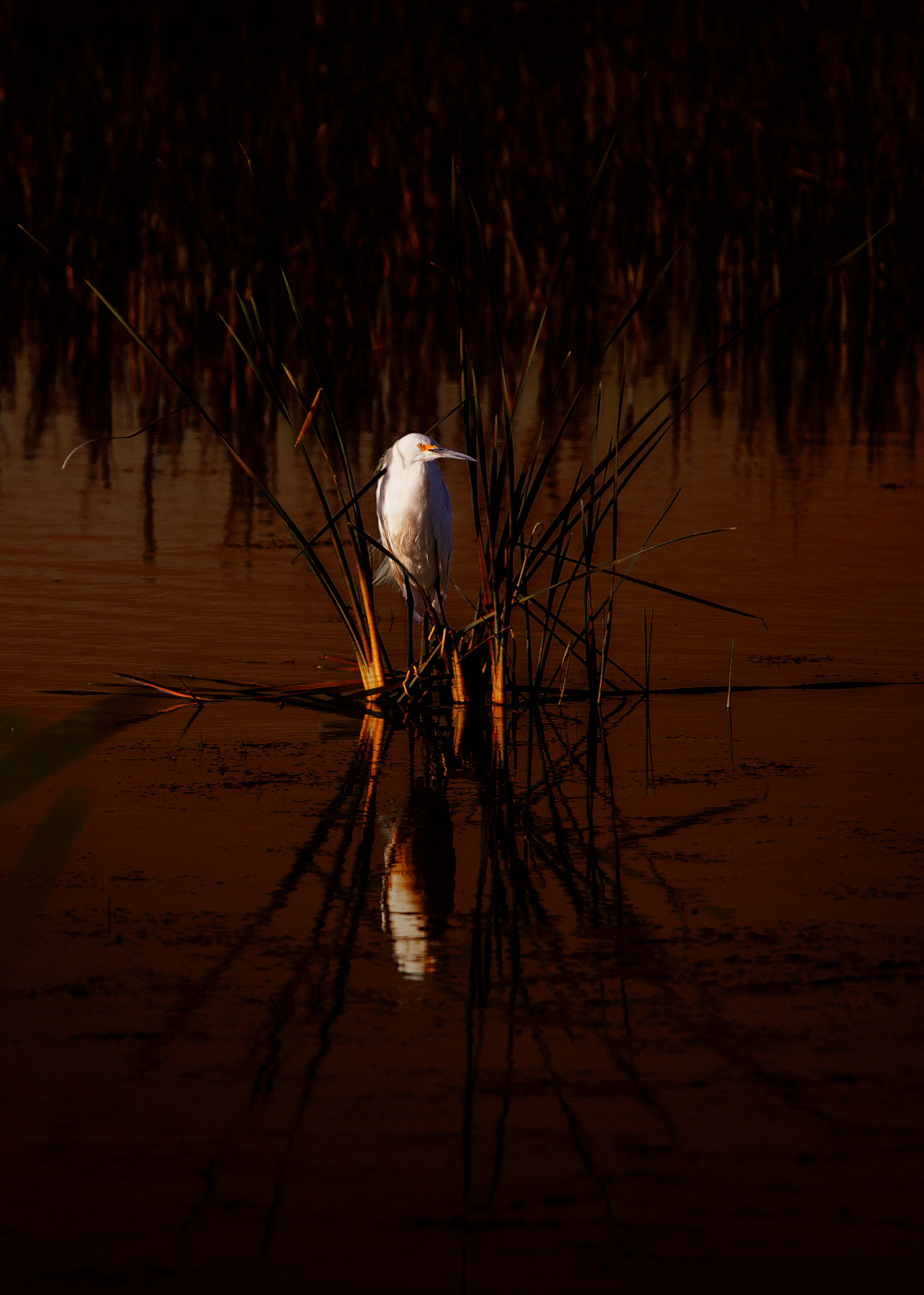 Morning Rays on Egret