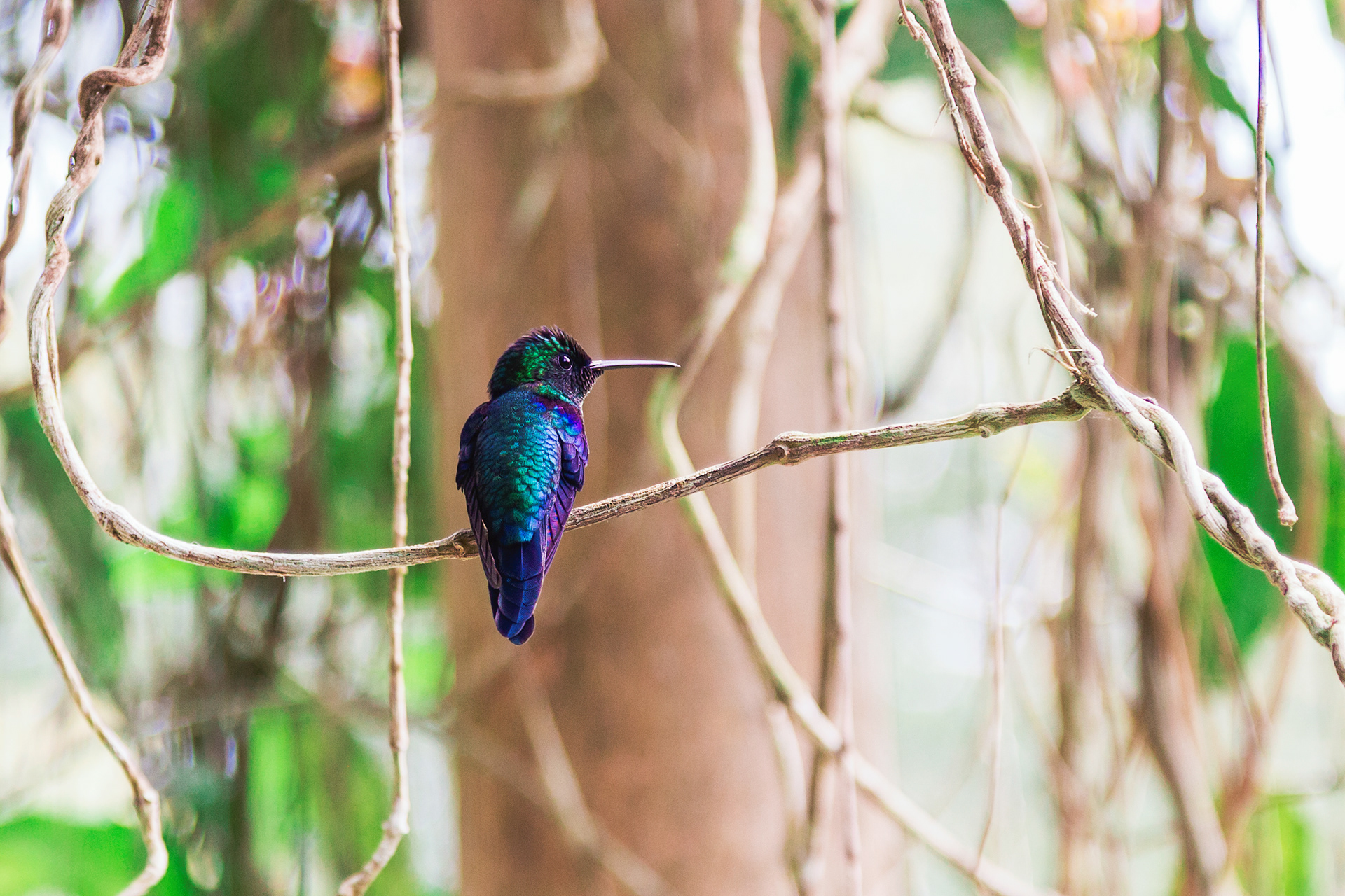 Iridescent Humming Bird