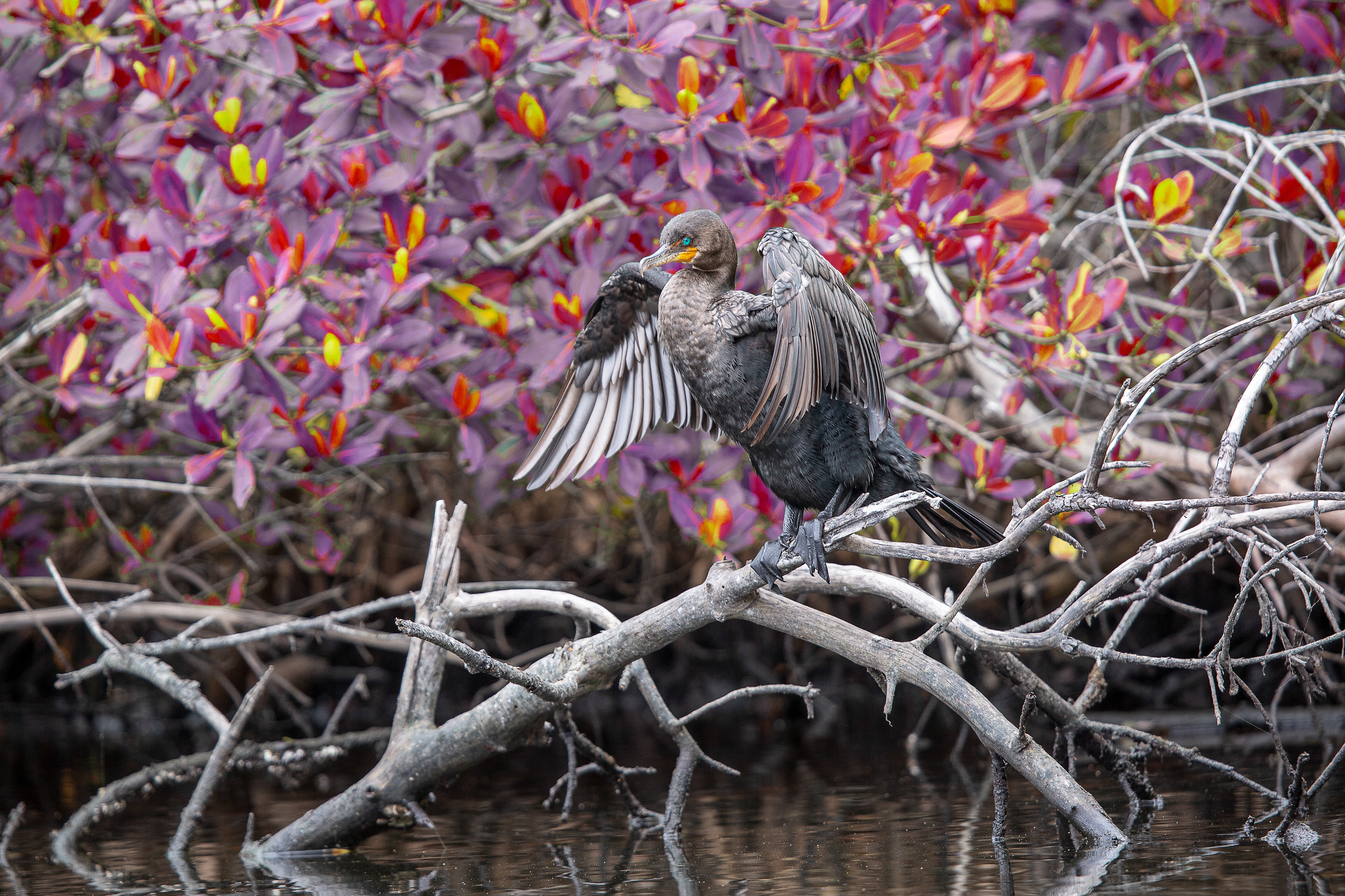 Cormorant Dreams
