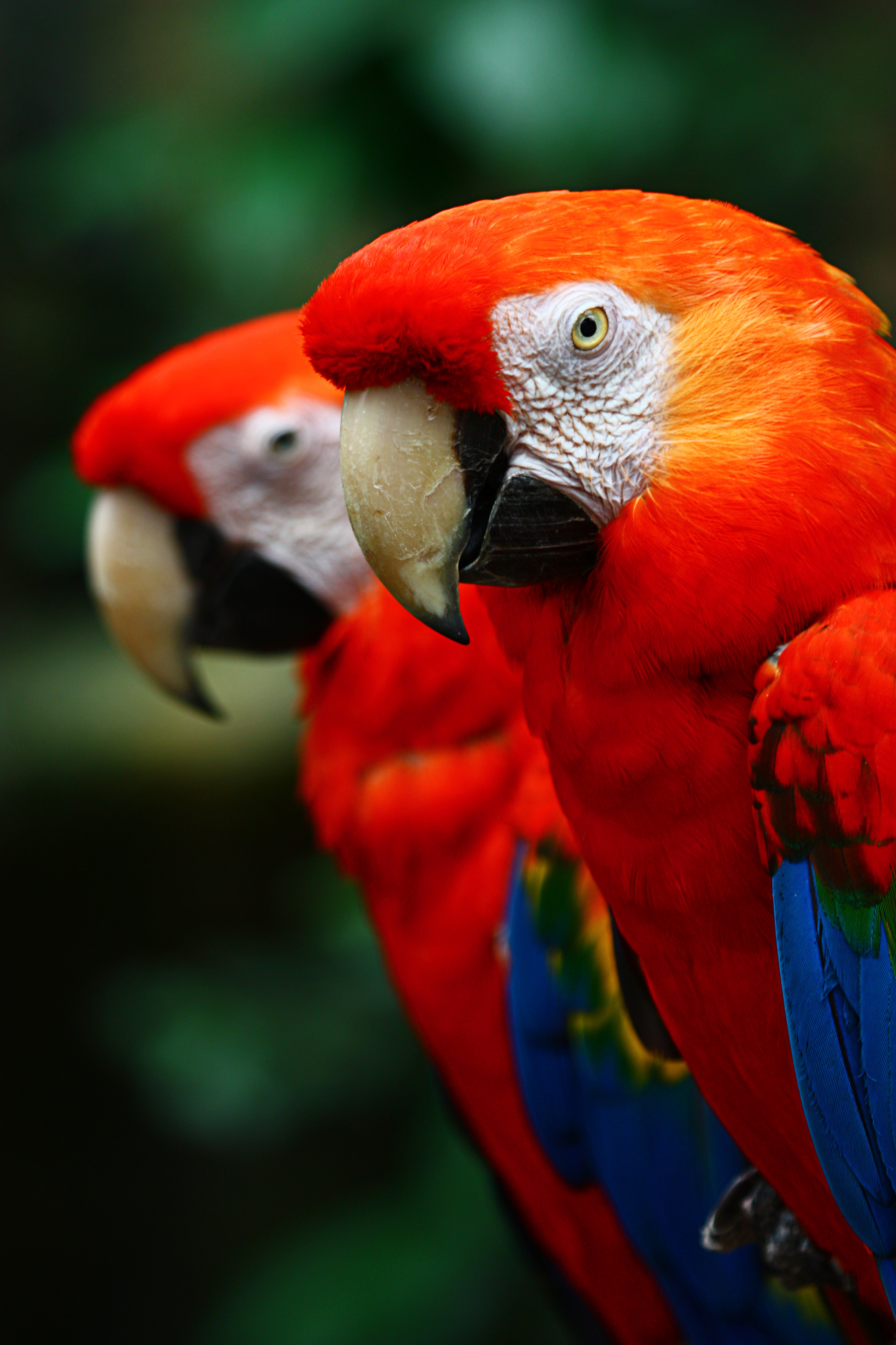Macaws of a Feather