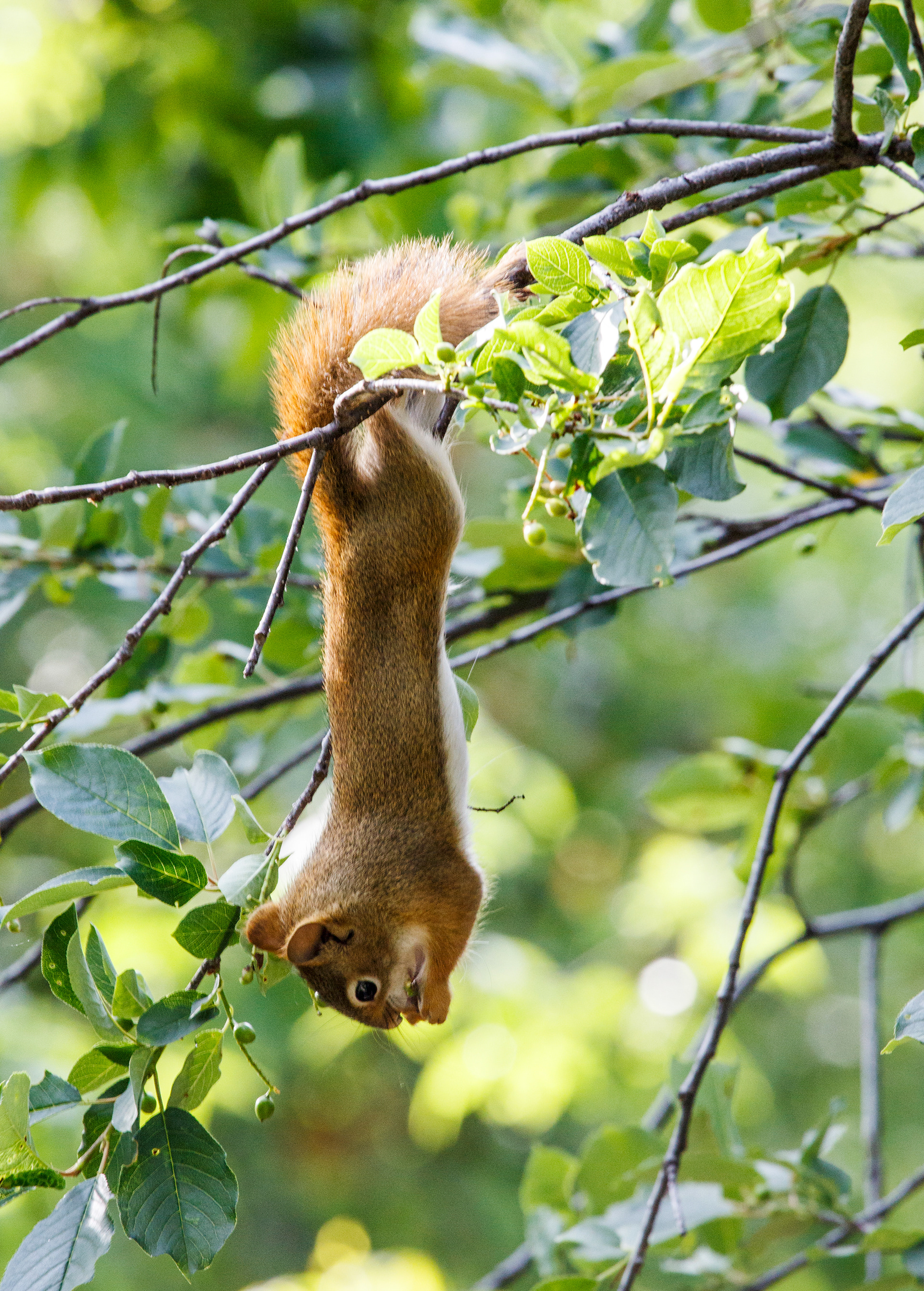 Silly Squirrel