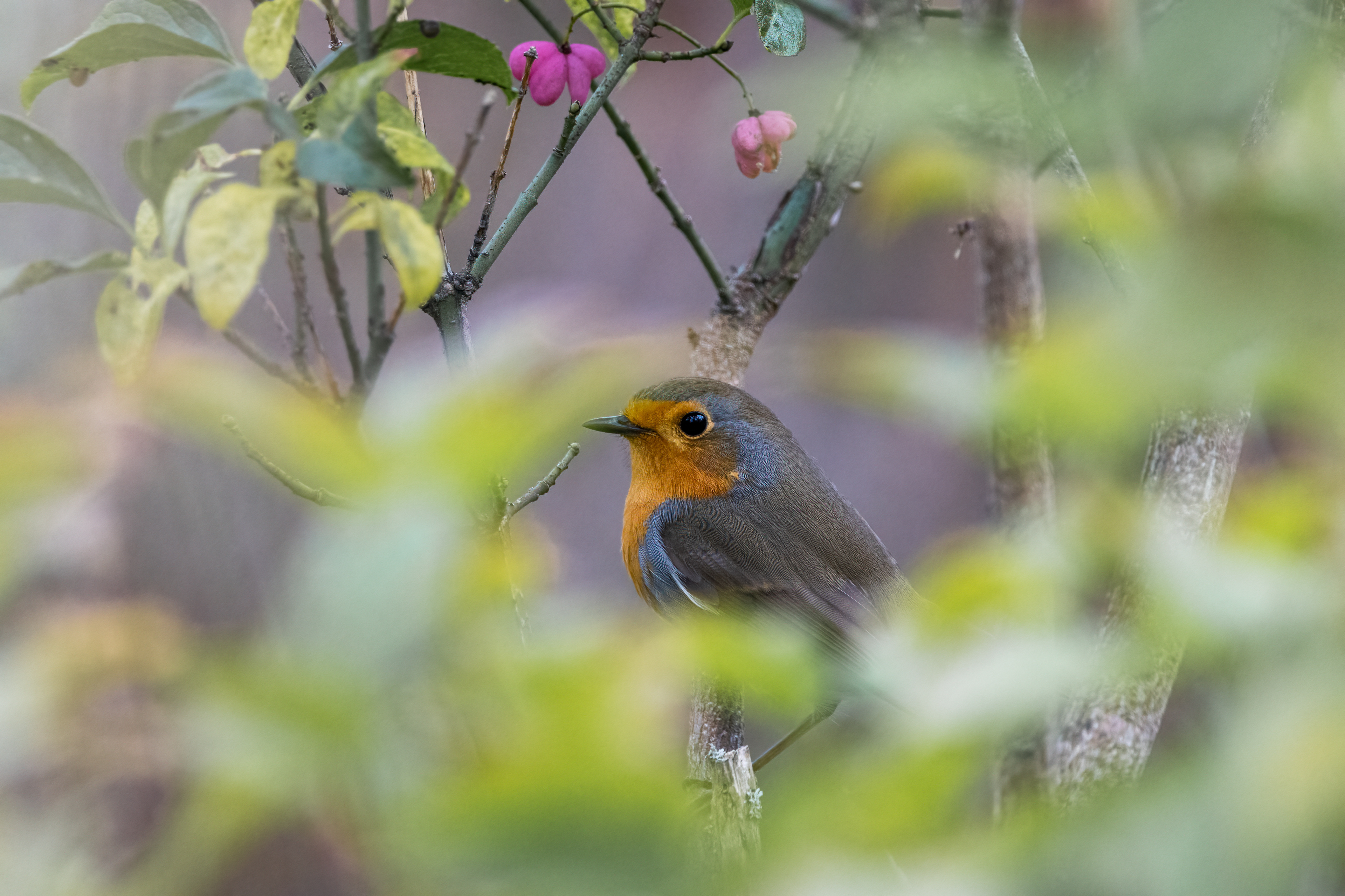Roodborst