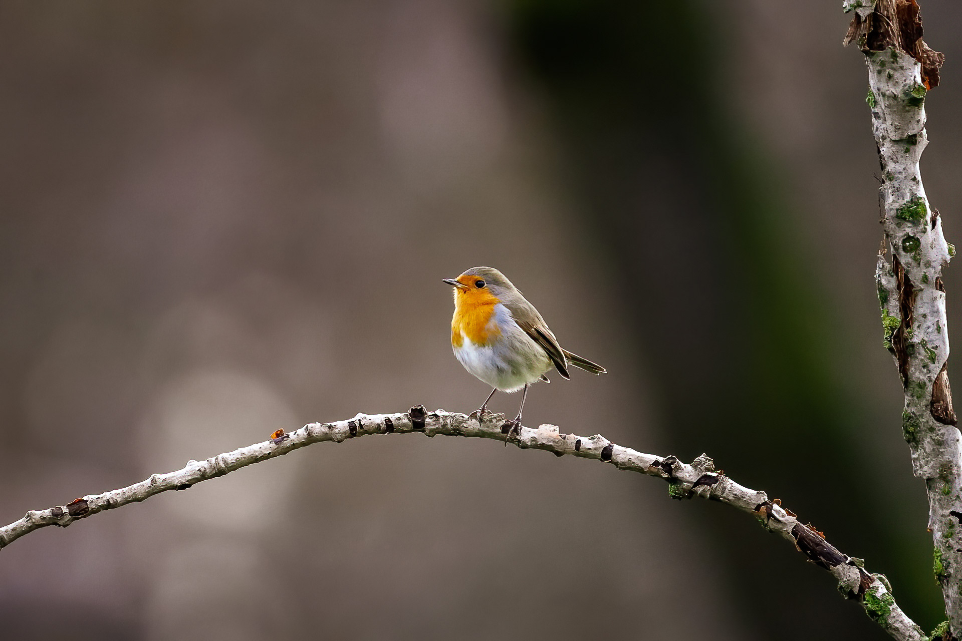Roodborst
