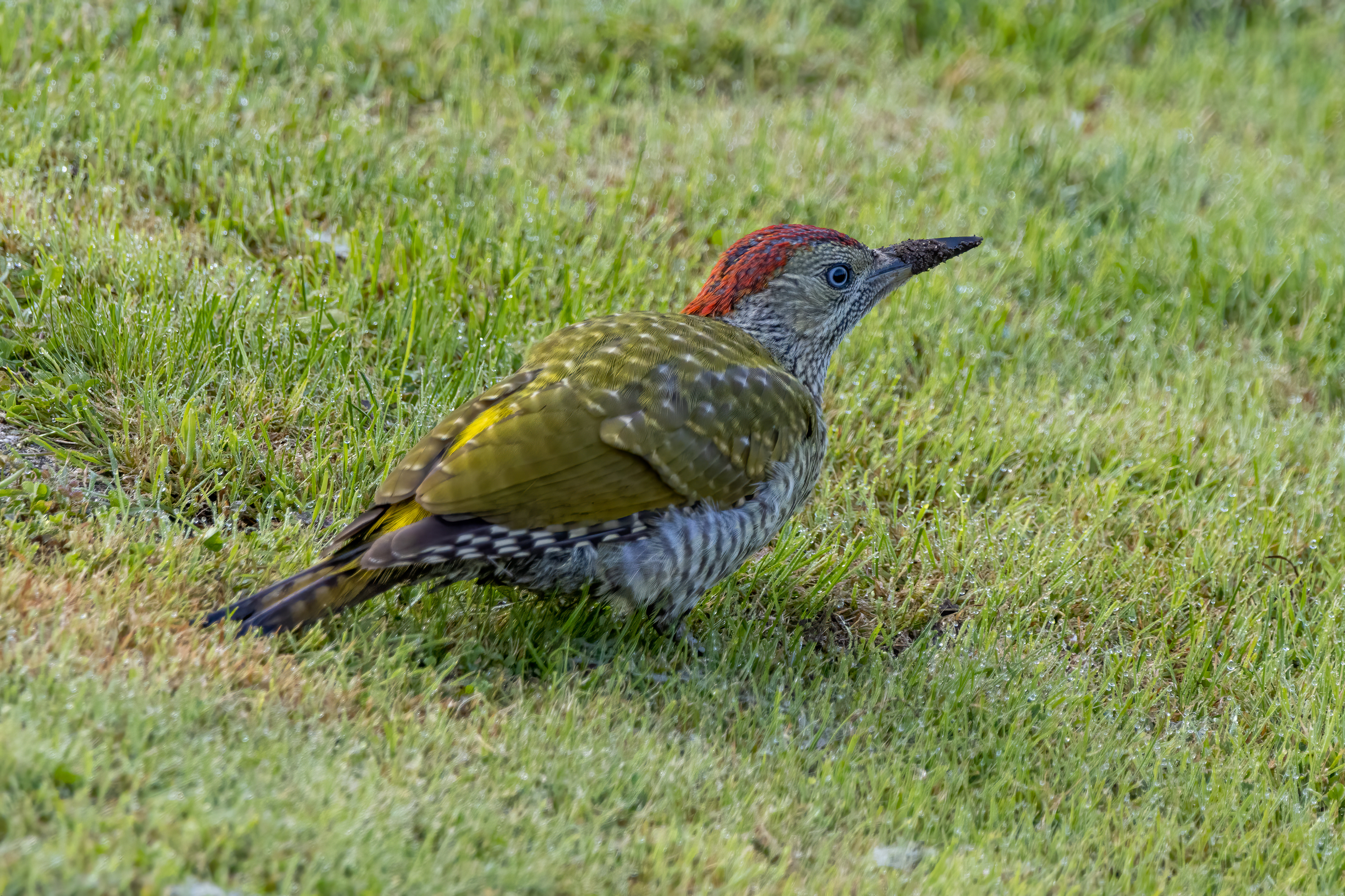 Groene specht juveniel