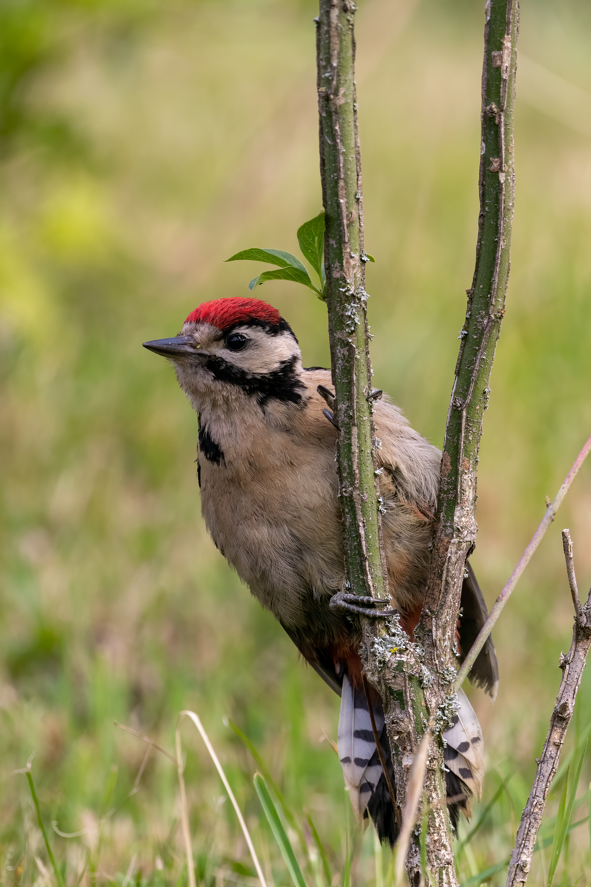 Grote Bonte Specht (juveniel)
