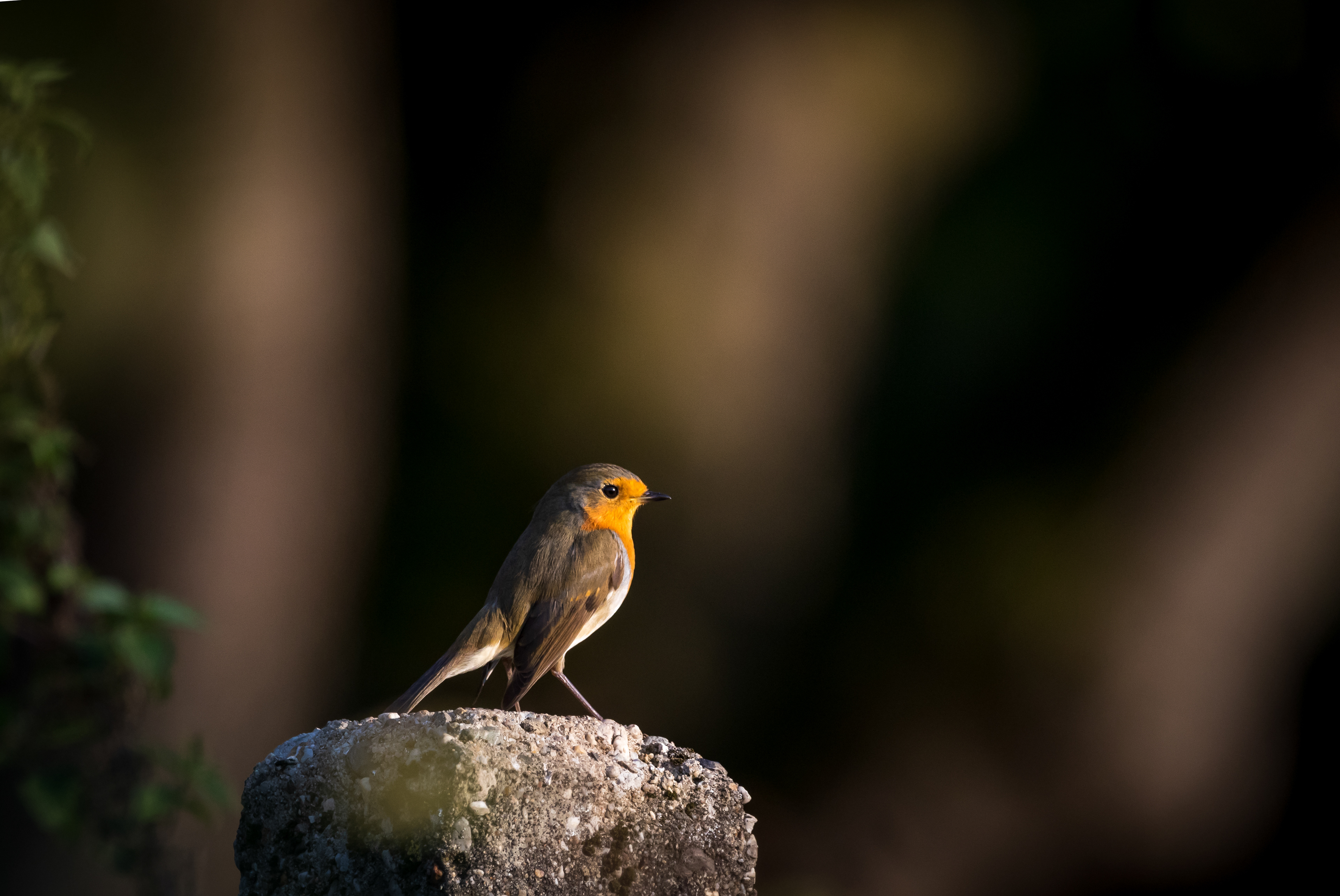 Roodborst