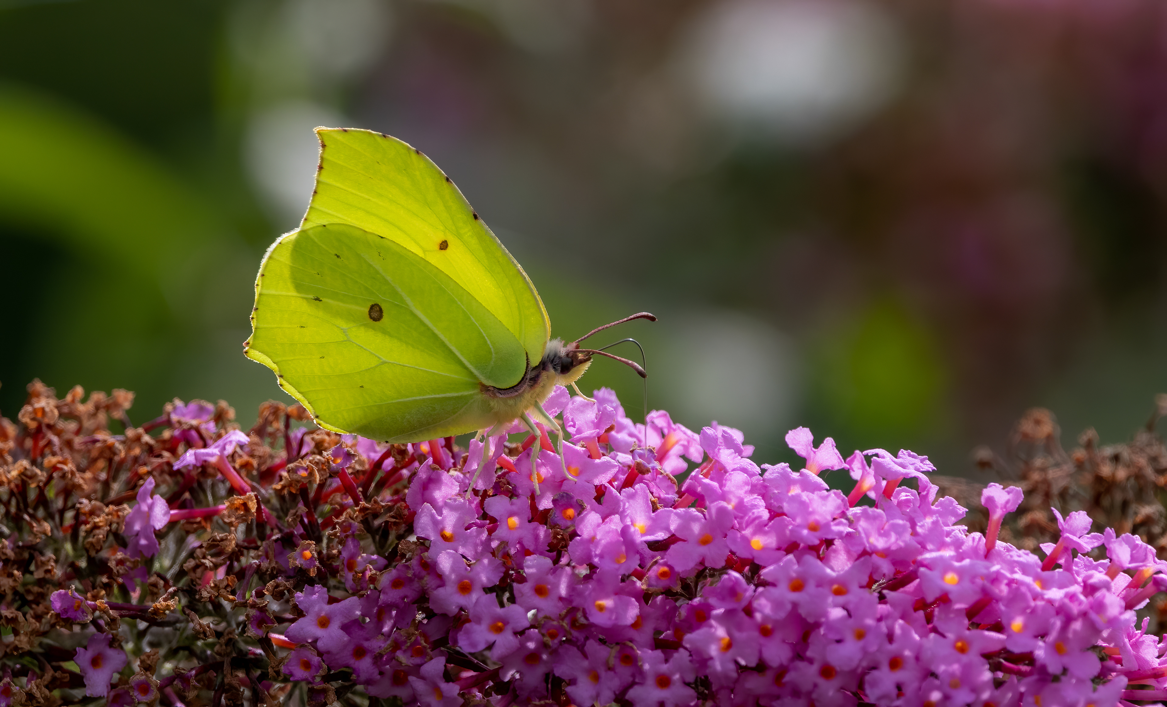 Citroenvlinder