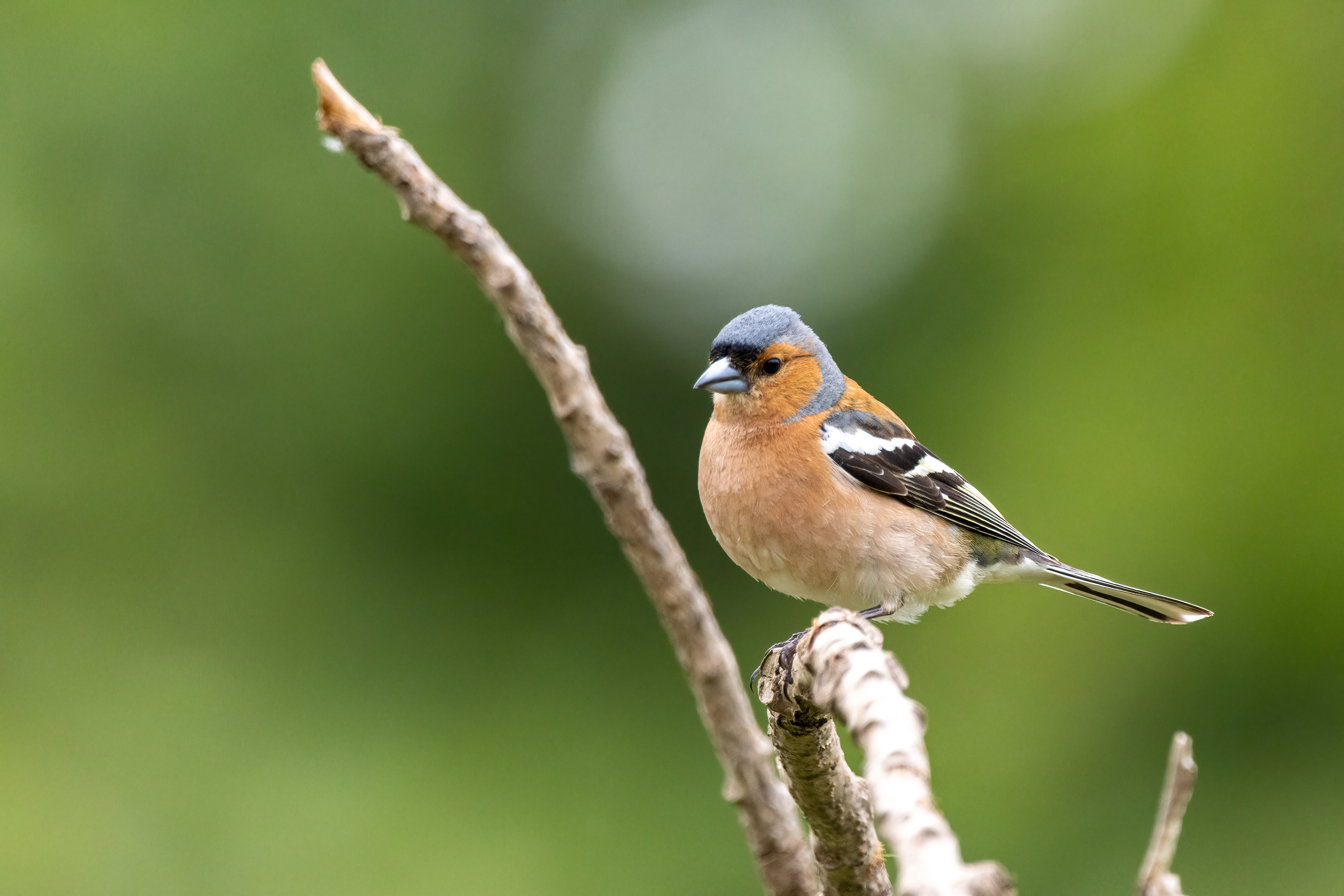 Vink (man)