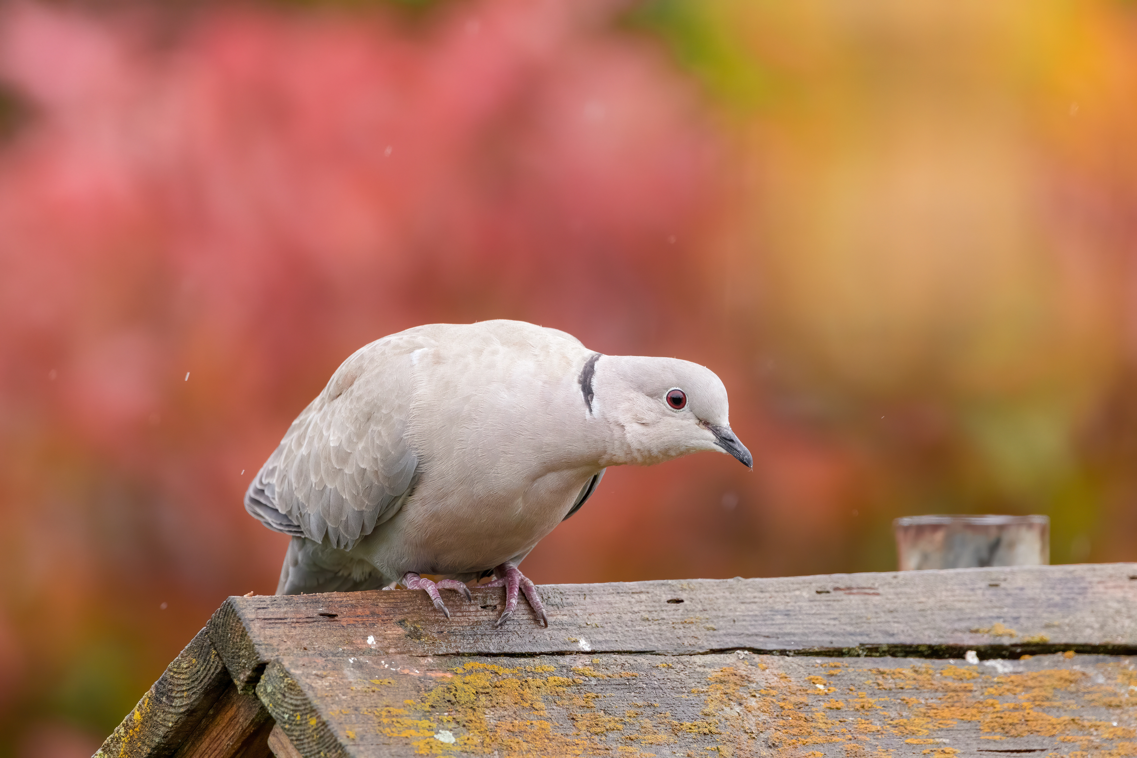 Turkse tortelduif in lichte regen