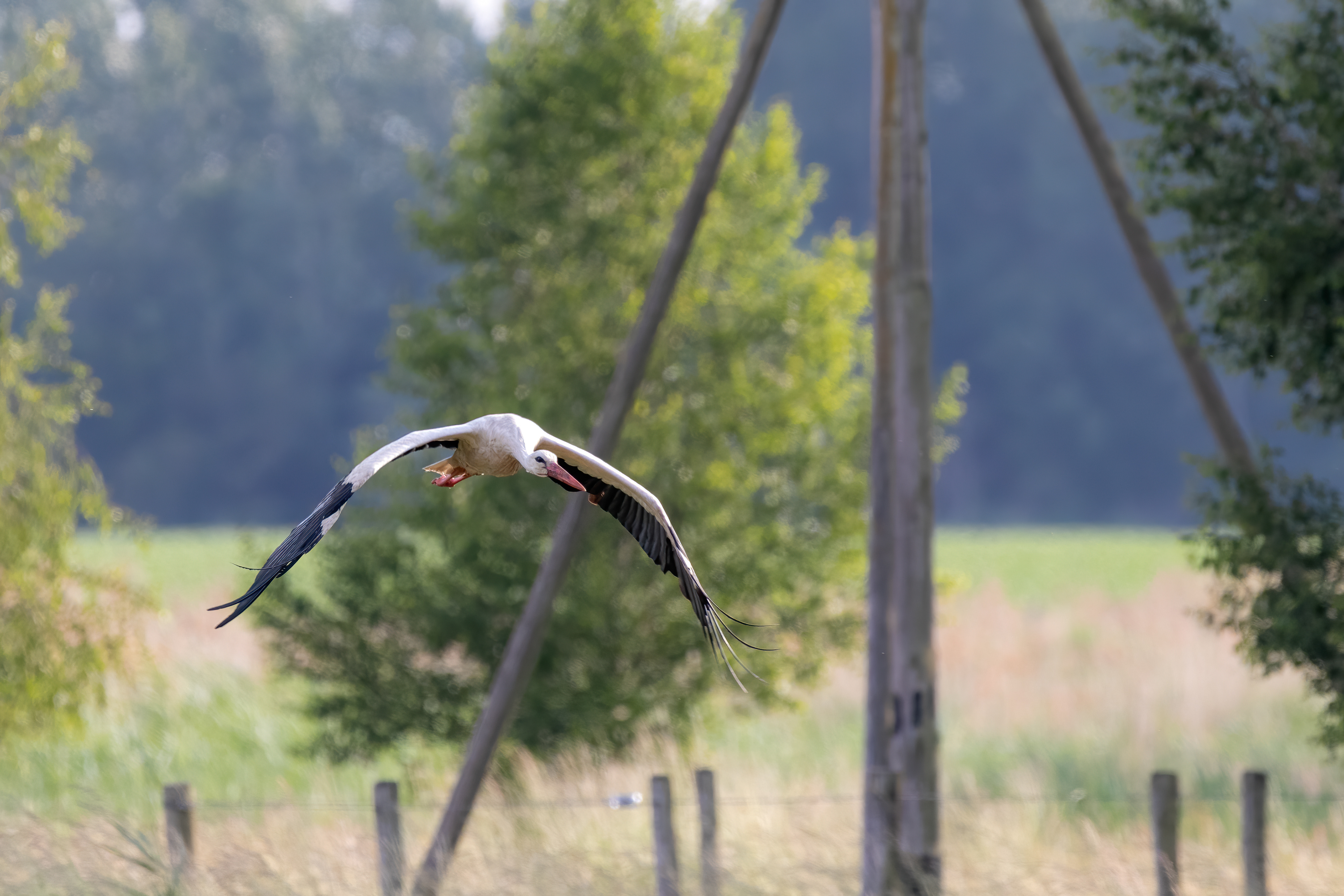 Ooievaar in vlucht