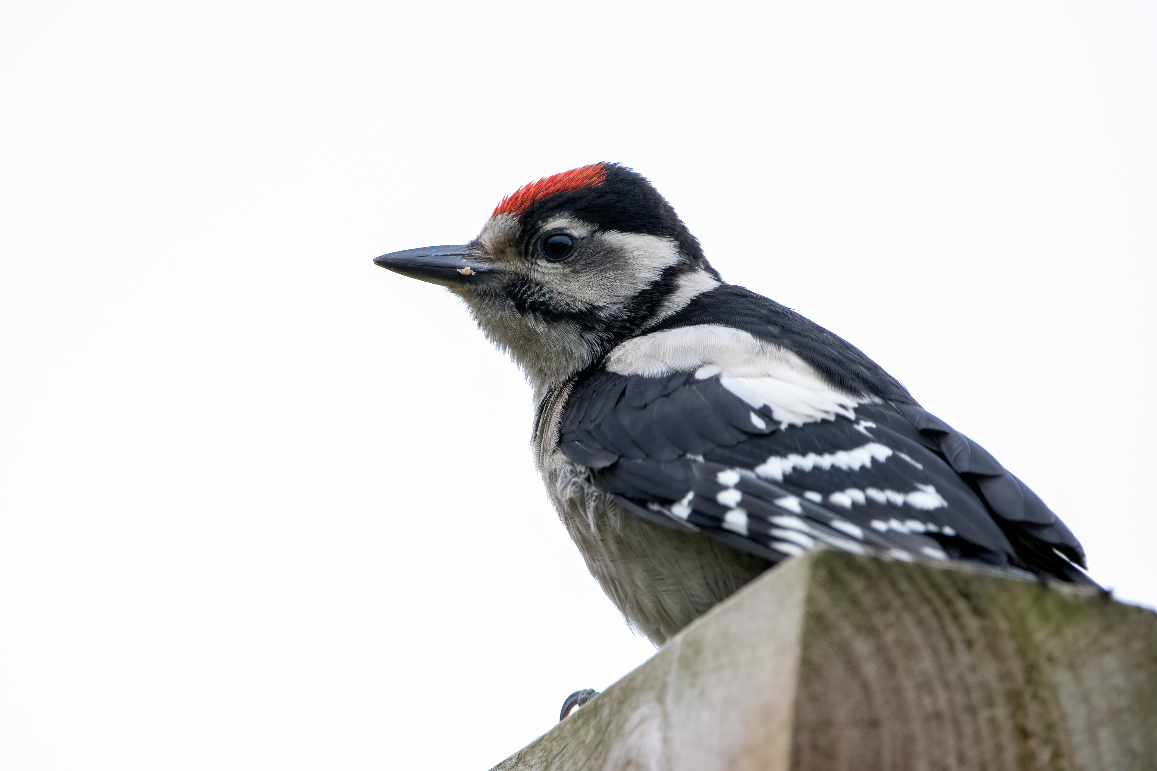 Grote Bonte Specht (juveniel)