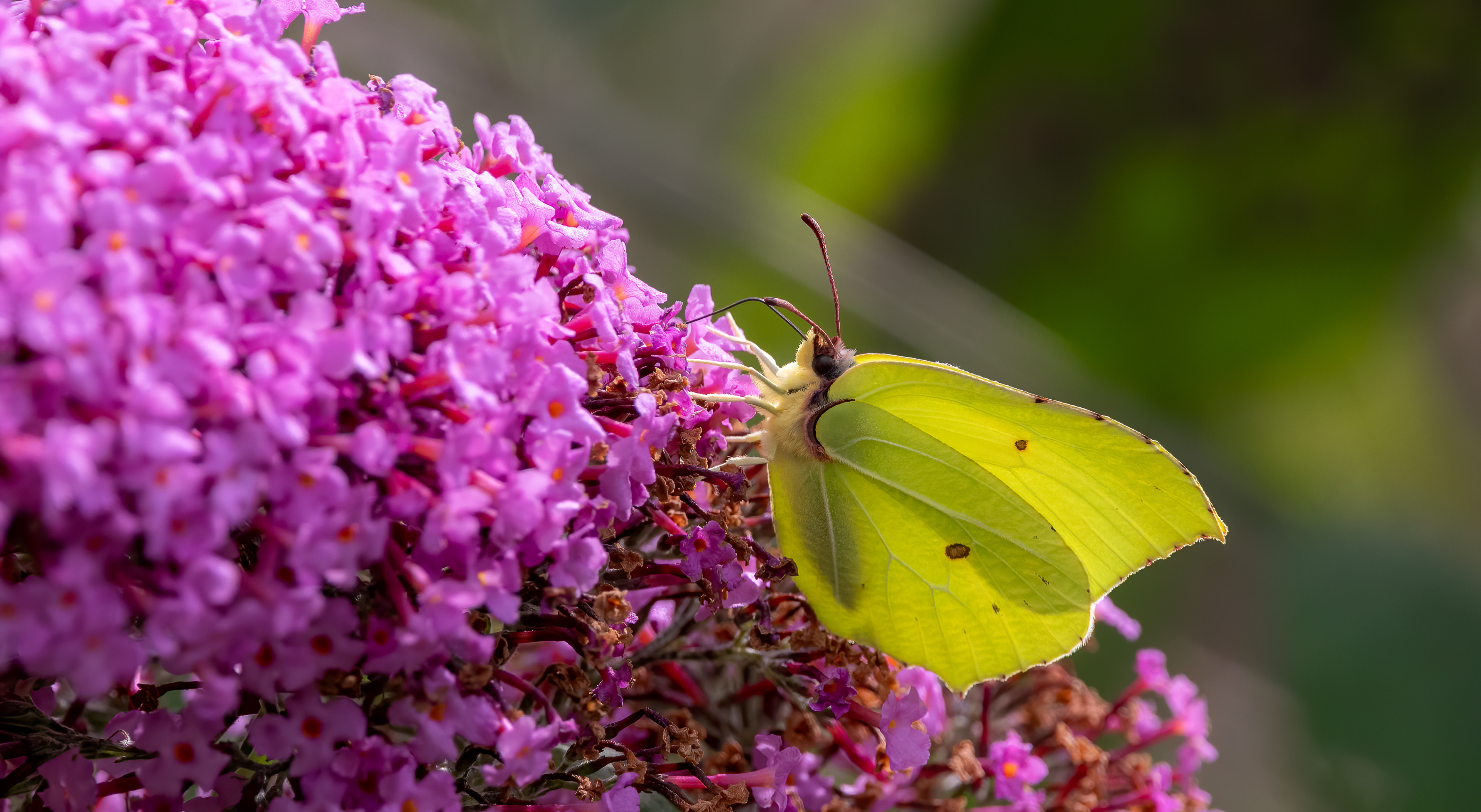 Citroenvlinder