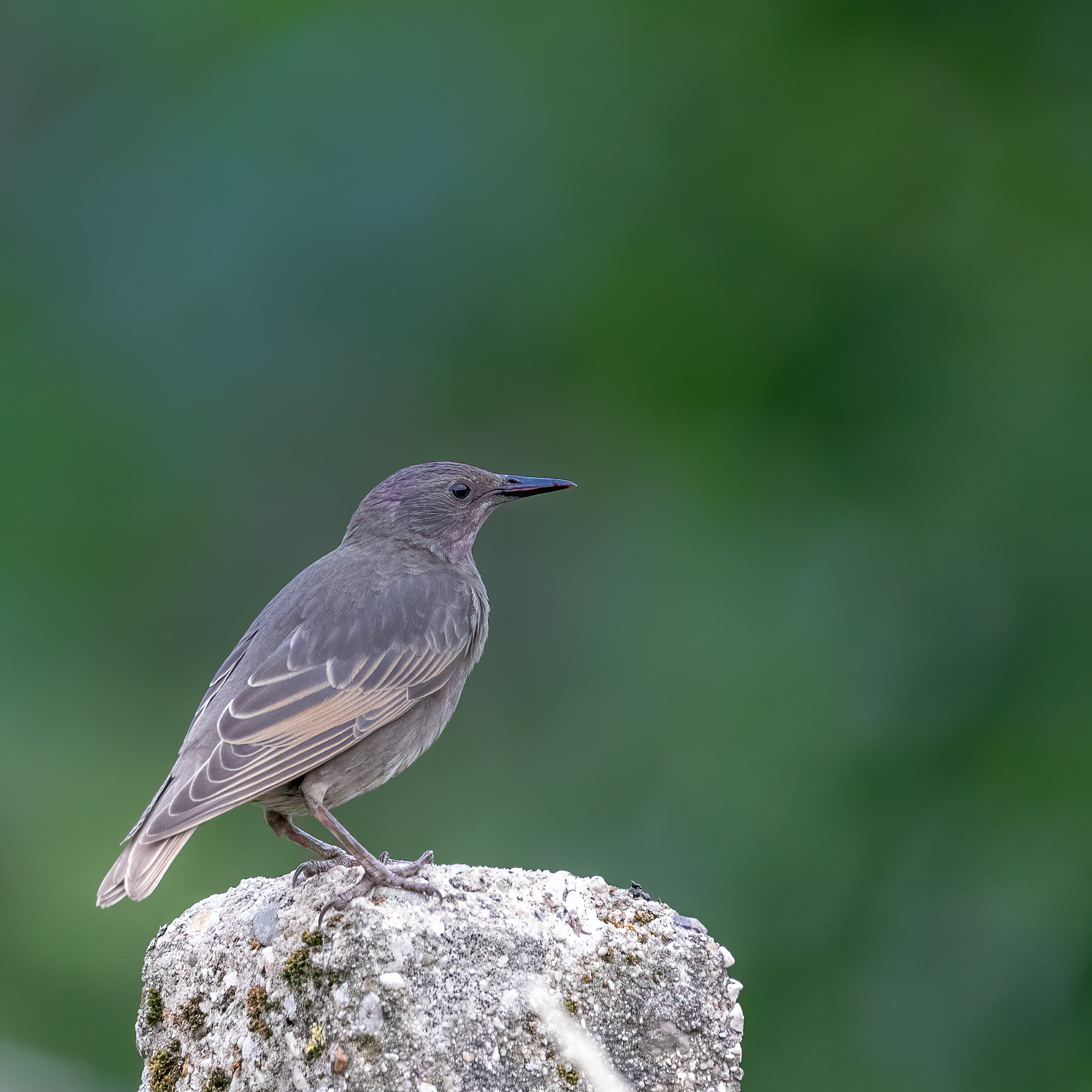 Spreeuw (juveniel)