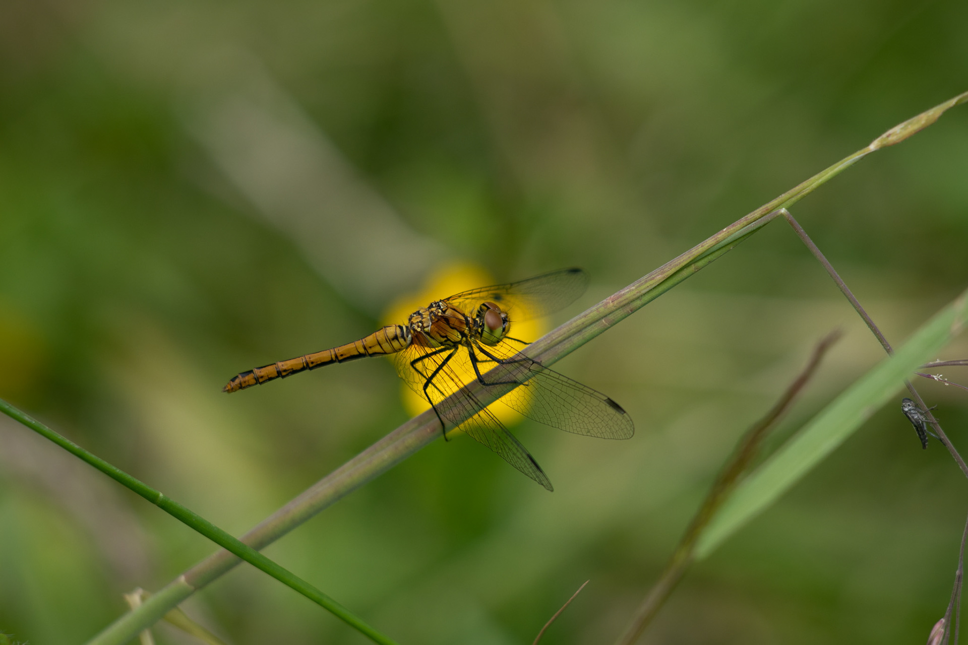 Bloedrode Heidelibel
