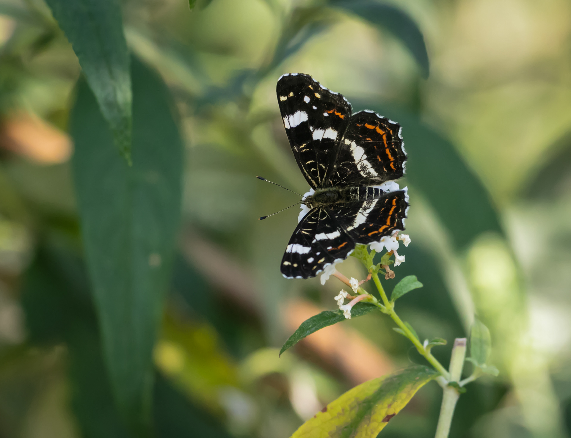 Landkaartje vlinder, zomergeneratie