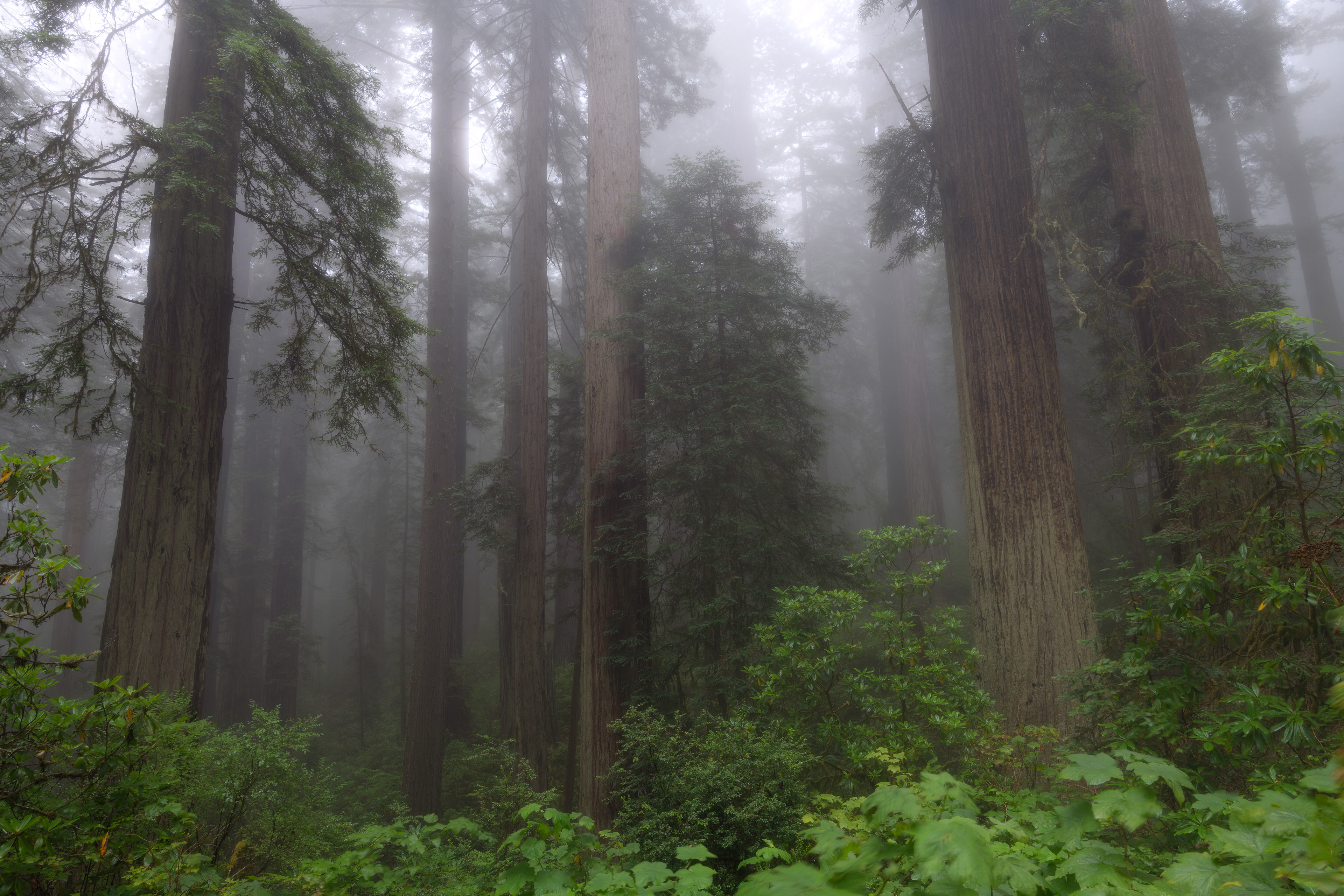 Redwood National Park, USA