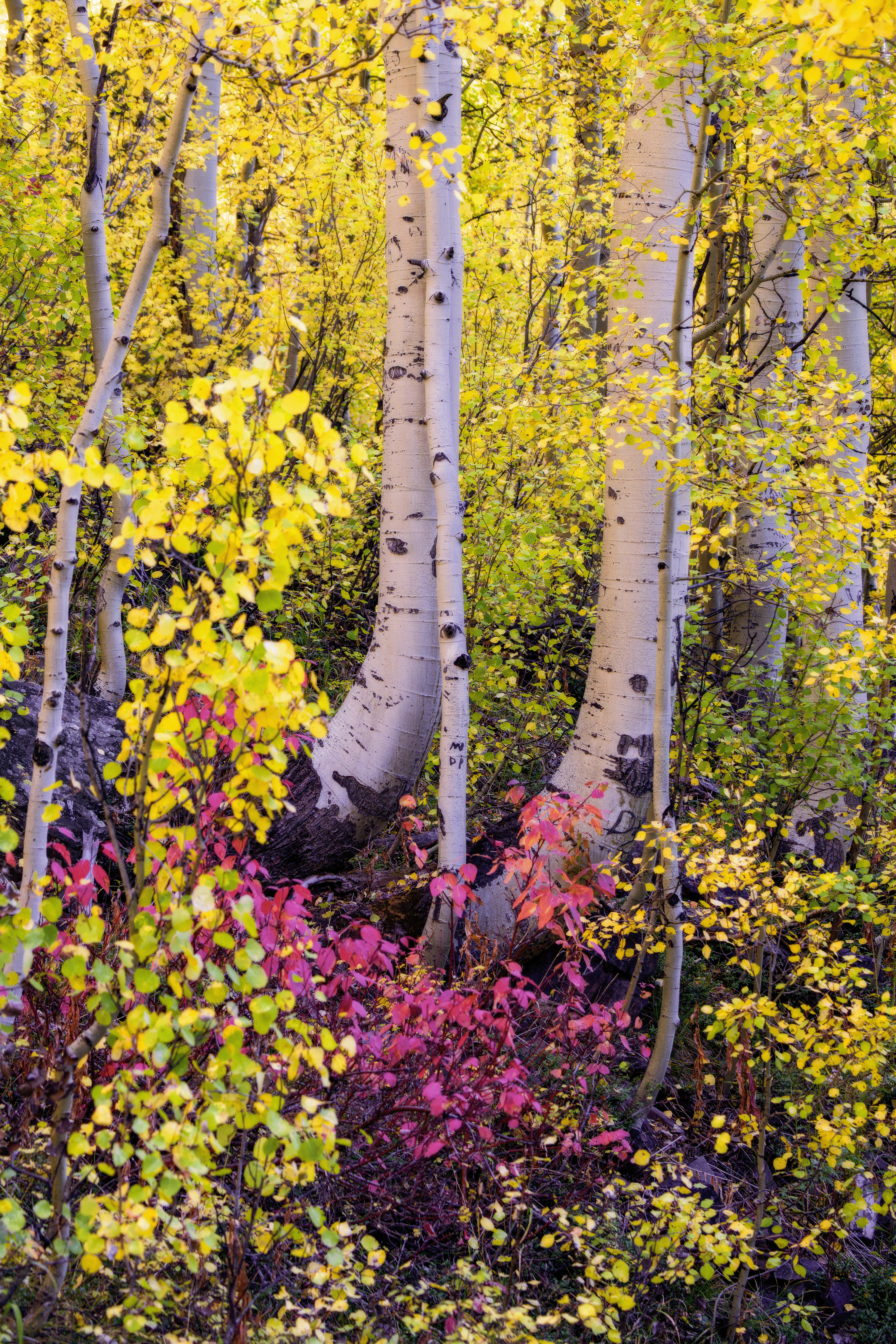 Colorado, USA