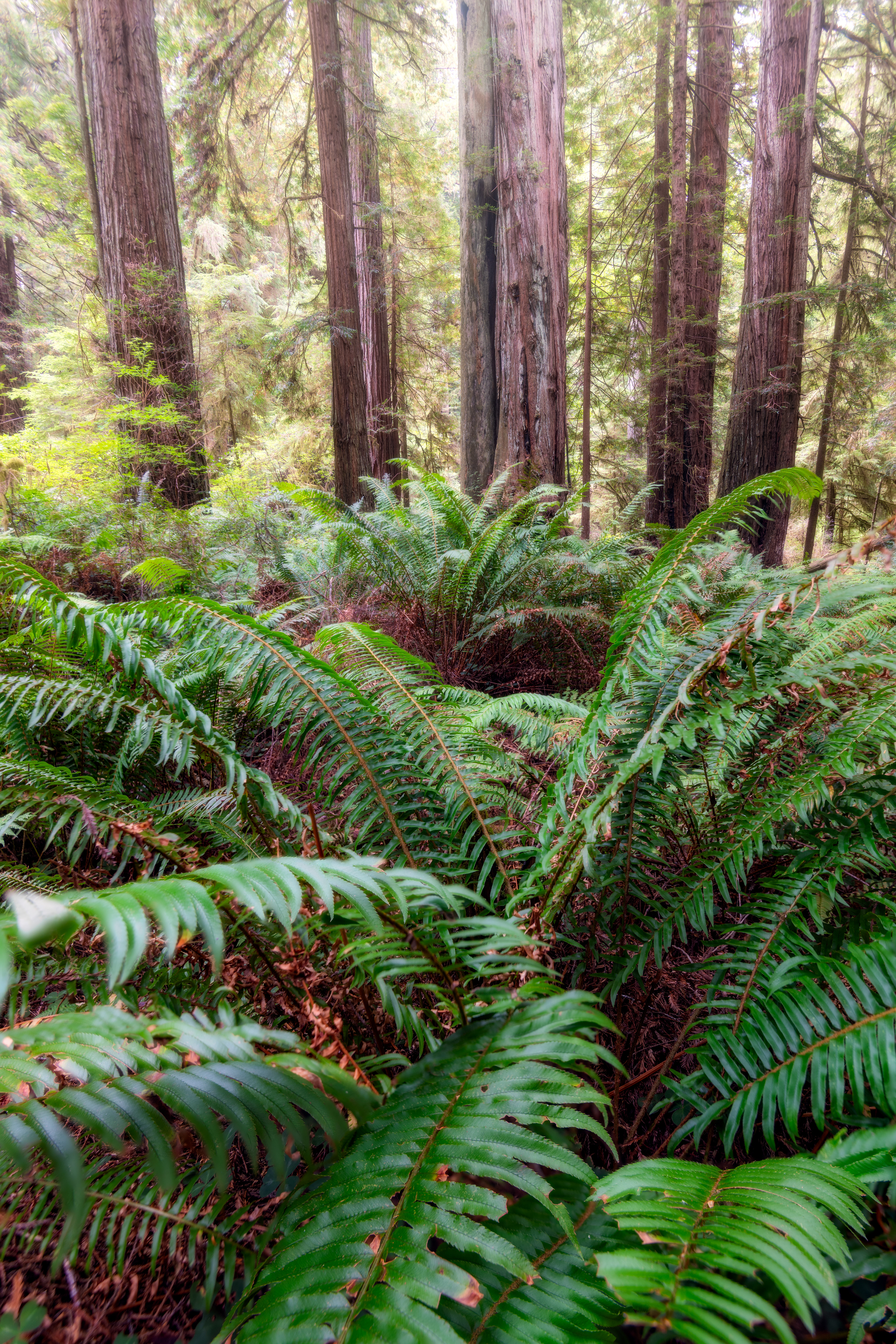 Redwood National Park, USA