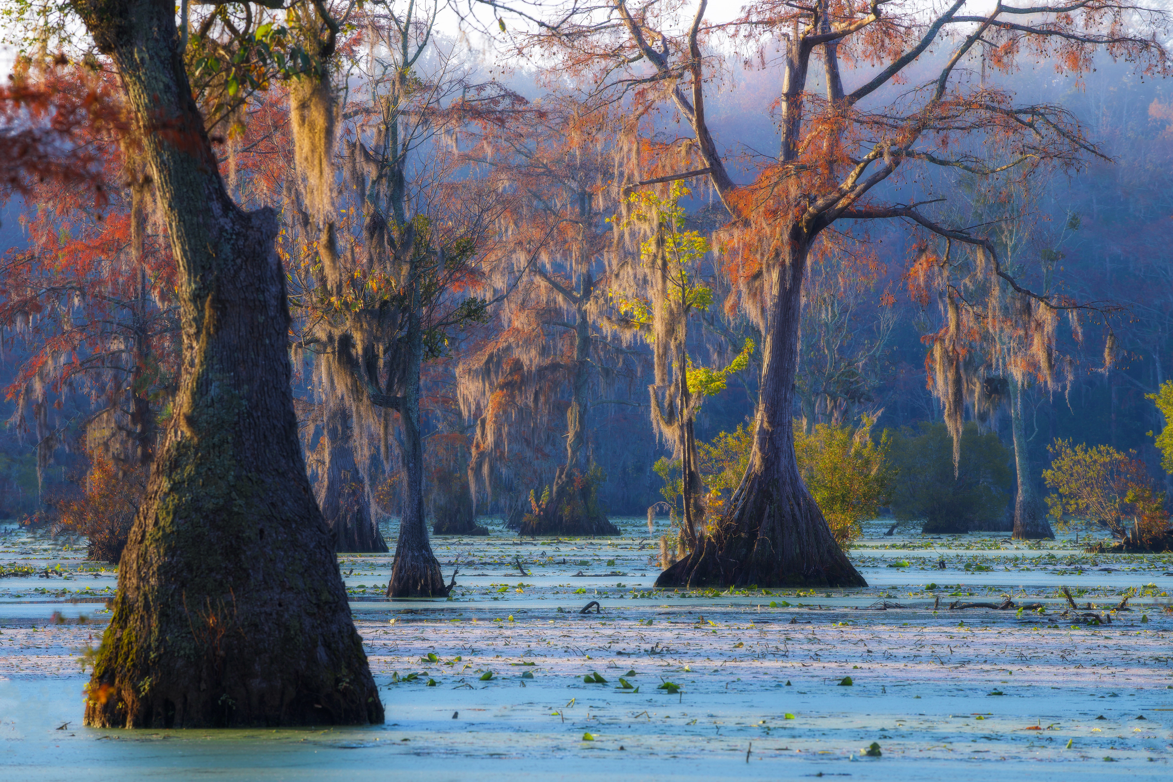 Merchants Millpond State Park, USA