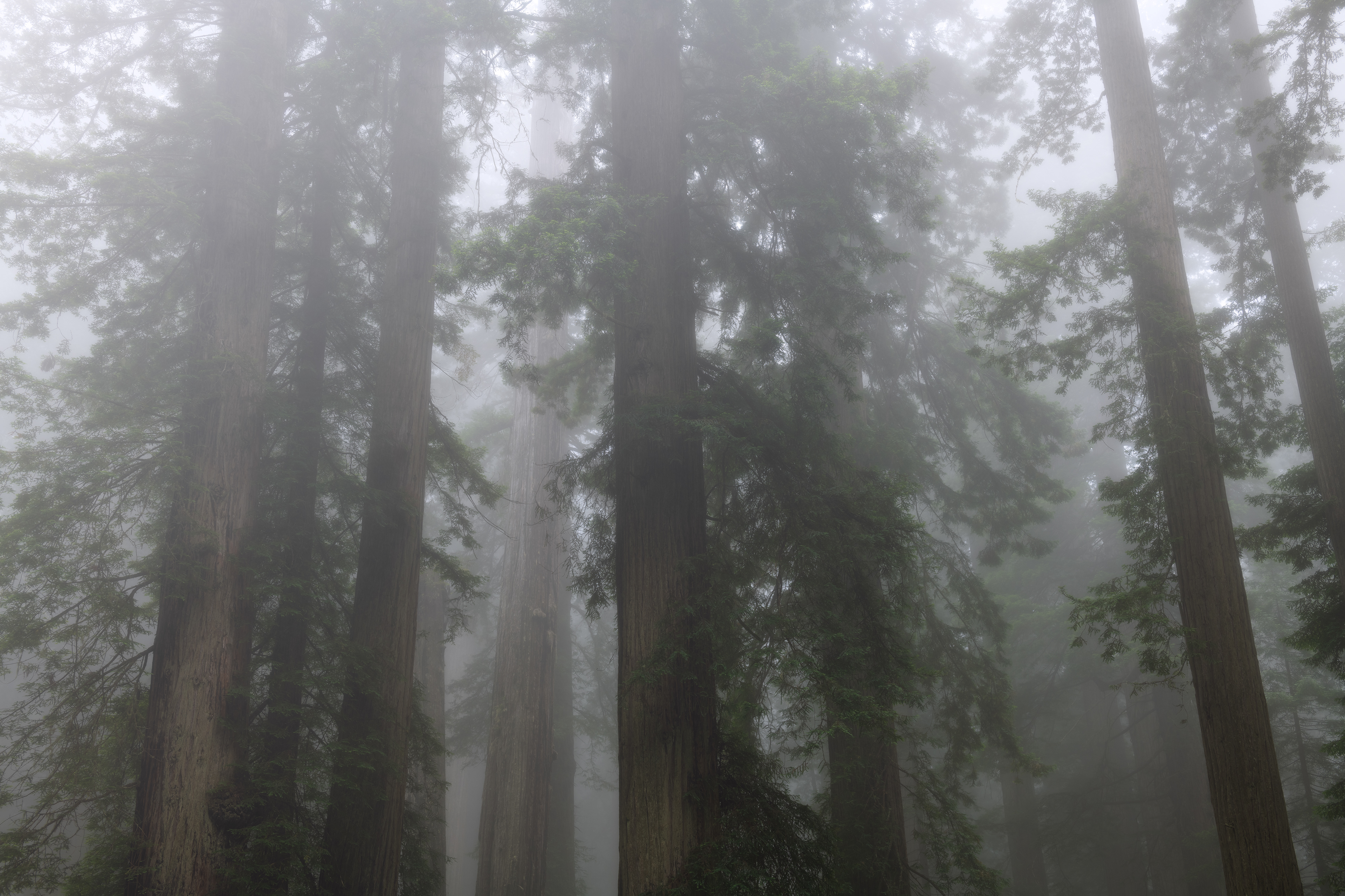 Redwood National Park, USA